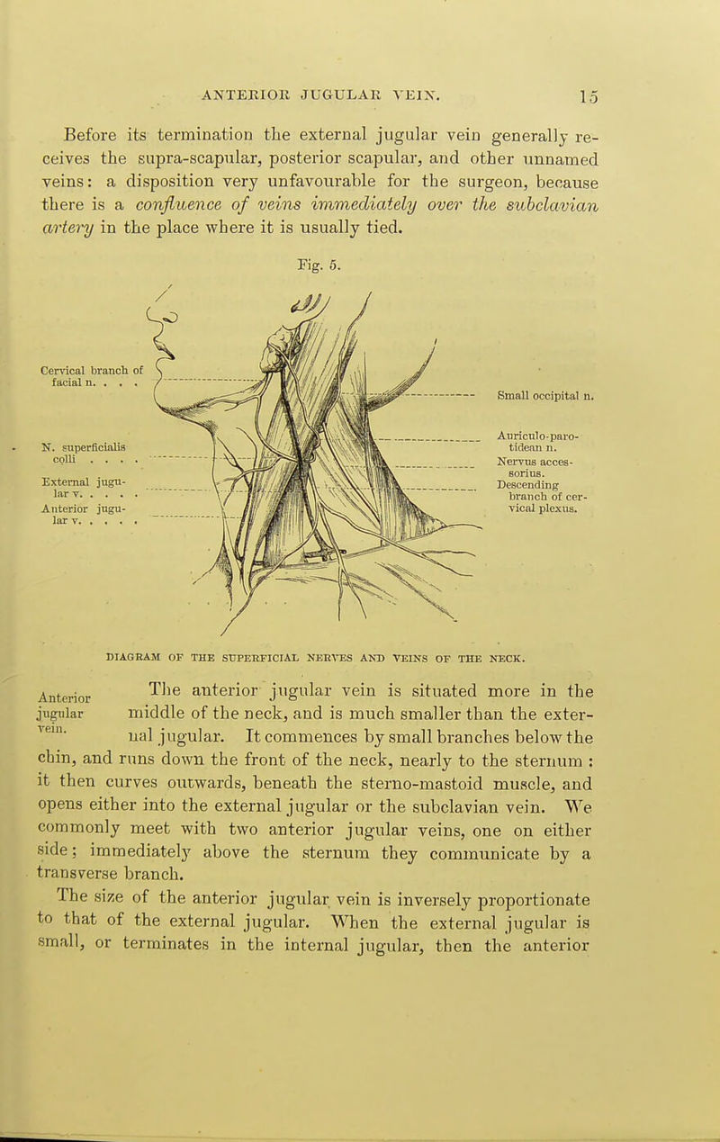 Before its termination the external jugular vein generally re- ceives the supra-scapular, posterior scapular, and other unnamed veins: a disposition very unfavourable for the surgeon, because there is a confluence of veins immediately over the subclavian artery in the place where it is usually tied. Cendcal brancli o£ facial n. . , . N. superficialia colli . . . External jugu- lar T, Anterior jugu lar T, Small occipital n. Anriculo-paro- Im tidean n. il™^ Nervus acces- \\llflV  - — - sorius. Descending ■^^^^\llllm. branch of cer- vical plexus. Anterior jugular rein. DIAGHAM OF THE StTPEEFICIAL NEE^TSS AND VEINS OF THE NECK. The anterior jugular vein is situated more in the middle of the neck, and is much smaller than the exter- nal jugular. It commences by small branches below the chin, and runs down the front of the neck, nearly to the sternum : it then curves outwards, beneath the sterno-mastoid muscle, and opens either into the external jugular or the subclavian vein. We commonly meet with two anterior jugular veins, one on either side; immediately above the sternum they communicate by a transverse branch. The size of the anterior jugular vein is inversely proportionate to that of the external jugular. When the external jugular is small, or terminates in the internal jugular, then the anterior