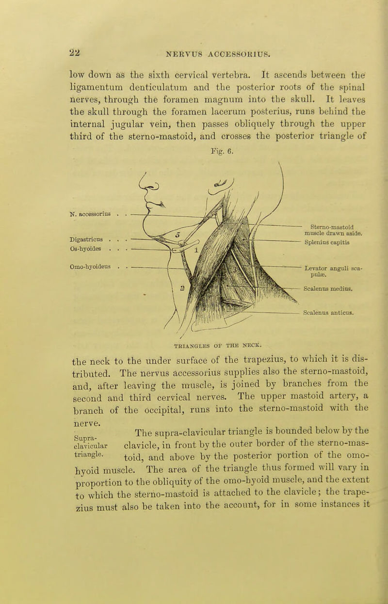 NERVU8 ACCES80K1U8. low down as the sixth cervical vertebra. It ascends between the ligamentum denticulatum and the posterior roots of the spinal nerves, through the foramen magnum into the skull. It leaves the skull through the foramen lacerum posterius, runs behind the internal jugular vein, then passes obliquely through the upper third of the sterno-mastoid, and crosses the posterior triangle of Fig. 6. N. acces3orius Digastricus . Os-hyoides Omo-liyoideus Sterno-mastoid muscle drawn aside. Splenius capitis Levator anguli sca- pulae. Scalenus medins. Scalenus anticus. TBIANGLES OF THE NECK. the neck to the under surface of the trapezius, to which it is dis- tributed. The nervus accessorius supplies also the sterno-mastoid, and, after leaving the muscle, is joined by branches from the second and third cervical nerves. The upper mastoid artery, a branch of the occipital, runs into the sterno-mastoid with the nerve. The supra-clavicular triangle is bounded below by the clSilar clavicle, in front by the outer border of the sterno-mas- triangle. ^^-^^ above by the posterior portion of the omo- hyoid muscle. The area of the triangle thus formed will vary in proportion to the obliquity of the omo-hyoid muscle, and the extent to which the sterno-mastoid is attached to the clavicle; the trape- zius must also be taken into the account, for in some instances it