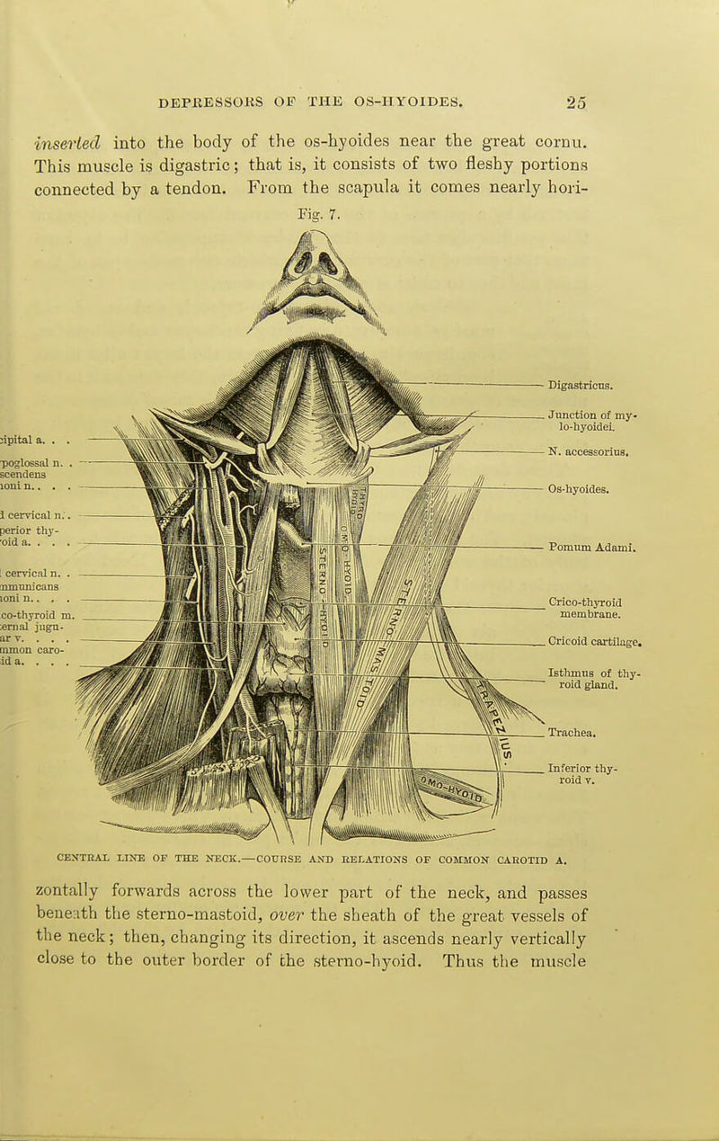 inserted into the body of the os-hyoides near the great cornu. This muscle is digastric; that is, it consists of two fleshy portions connected by a tendon. From the scapula it comes nearly hori- Fig. 7. jipital a. . poglossal n. scendens loni n.. . i cervical n, perior thy- oid a. . . I cervical n. mnnnicans loni n.. . co-thyroid m. :ernal jugn- ar V. . . mmon caro id a. . . Digastricns. Jnnction of my- lo-hyoidei. N. accessorius. Oa-hyoides. Poimim Adami. Crico-thyroid membrane. Cricoid cartilage. lethmns of thy- roid gland. Trachea. Inferior thy- roid V. CENTRAL LIN-E OF THE NECK.—COURSE AND RELATIONS OP COMMON CAROTID A. zontally forwards across the lower part of the neck, and passes beneath the sterno-mastoid, over the sheath of the great vessels of the neck; then, changing its direction, it ascends nearly vertically close to the outer border of the ,sterno-h3K)id. Thus the muscle
