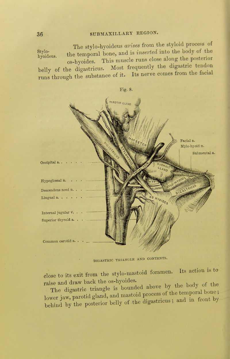 The stylo-hyoideus arises from the styloicl process of Seus the temporal bone, and is inserted into the body of the ■ os-hyoides This muscle runs close along the posterior belly of the digastricus. Most frequently the digastric tendoix runs through the substance of it. Its nerve comes from the facial Fig. 8. Occipital a Hypoglossal n. Descendenfl noui Lingual a Internal jugular Superior thyroid Common carotid DIGASTRIC TRIAKCiLE AND CONTEKTS. Its action is to close to its exit from the stylo-mastoid foramen, raise and draw back the os-hyoides. , ^ The digastric triangle is bounded above by the body oT tne lower iawrparotid gland, and mastoid process of the temporal bone beI!udT/the posterior belly of the digastricus; and in front by
