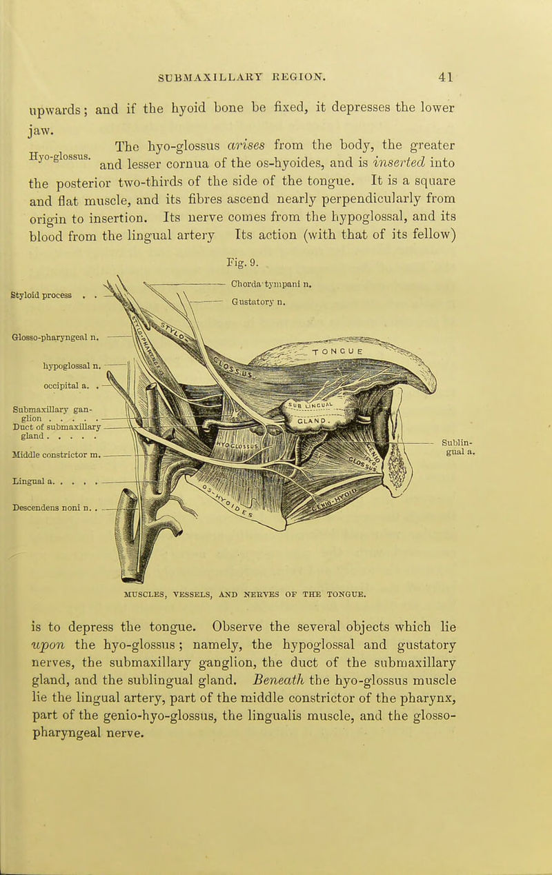 upwards; and if the hyoid bone be fixed, it depresses the lower jaw. The hyo-glossus arises from the bod}'^, the greater Hyo-glossus. lesser cornua of the os-hyoides, and is inserted into the posterior two-thirds of the side of the tongue. It is a square and flat muscle, and its fibres ascend nearly perpendicularly from origin to insertion. Its nerve comes from the hypoglossal, and its blood from the lingual artery Its action (with that of its fellow) Fig. 9. Cliorda tj'inpani n. Styloid process . . Glosao-pharyngeal n. hypoglossal n, occipital a. . Submaxillary gan- glion Duct of submaxillary gland Middle constrictor m. Lingual a Descendens noni n. , - Sublin- gual a. MTJSCLES, VESSELS, AND NEEVES OF THE TONGUE. is to depress the tongue. Observe the several objects which lie upon the hyo-glossus; namely, the hypoglossal and gustatory nerves, the submaxillary ganglion, the duct of the submaxillary gland, and the sublingual gland. Beneath the hyo-glossus muscle lie the lingual artery, part of the middle constrictor of the pharynx, part of the genio-hyo-glossus, the lingualis muscle, and the glosso- pharyngeal nerve.