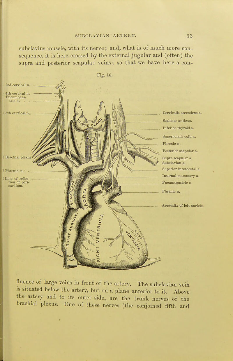 subclavius muscle, with its nerve; and, what is of much more con- sequence, it is here crossed by the external j ugular and (often) the supra and posterior scapular veins; so that we have here a con- Fig. 10. 3rd cervical ri. ' 4th cervioal n. : Piiemnogas- tric n. . . ' 6th cervical h I Brachial plexus F Phrenic n. . I Line of reflec- tion of peri- cardium. Cervicalis ascendens a. Scalenus anticus. Inferior thyroid a. Snperficialis colli a. Phrenic n. Posterior scapular a. Supra scapular a. SubclaTian a. Superior intercostal a. Internal mammary a. Pneumogastric n. Phrenic n. Appendix of left auricle. fluence of large veins in front of the artery. The subclavian vein is situated below the artery, but on a plane anterior to it. Above the artery and to its outer side, are the trunk nerves of the brachial plexus. One of these nerves (the conjoined fifth and