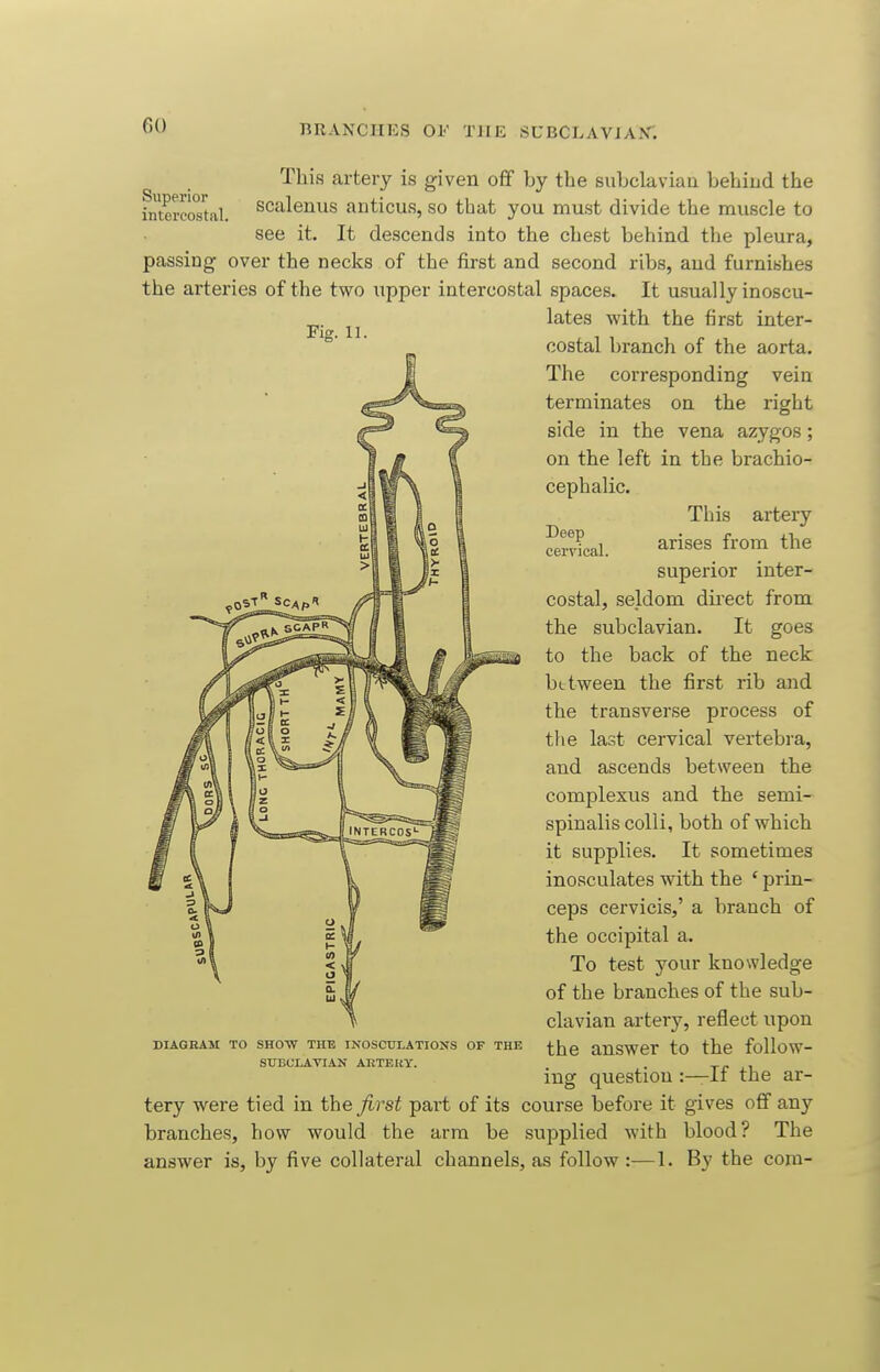 Deep cervical. This artery is given off by the siibclaviaa behind the fntercostal. scalenus anticus, so that you must divide the muscle to see it. It descends into the chest behind the pleura, passing over the necks of the first and second ribs, and furnishes the arteries of the two iipper intercostal spaces. It usually inoscu- lates with the first inter- costal branch of the aorta. The corresponding vein terminates on the right side in the vena azygos; on the left in the brachio- cephalic. This artery arises from the superior inter- costal, seldom dii'ect from the subclavian. It goes to the back of the neck between the first rib and the transverse process of the last cervical vertebra, and ascends between the complexus and the semi- spinalis colli, both of which it supplies. It sometimes inosculates with the ' prin- ceps cervicis,' a branch of the occipital a. To test your knowledge of the branches of the sub- clavian artery, reflect upon the answer to the follow- ing question :—If the ar- tery were tied in the first part of its course before it gives off any branches, how would the arm be supplied with blood? The answer is, by five collateral channels, as follow:—1. By the com- DIAGRAM TO SHOW THE INOSCUXATIOXS OF THE SUBCLAVIAN ARTEUY.