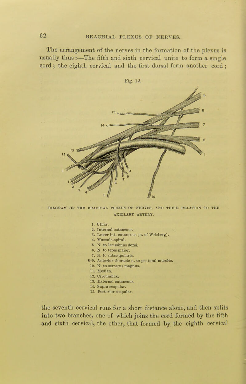 The arrangement of the nerves in the formation of the plexus is usually thus :—The fifth and sixth cervical unite to form a single cord; the eighth cervical and the first dorsal form another cord ; Fig. 12. DIAGKAM OF THE BEACHIAL PLKXUS OF NEETES, AND THEIR RELATION TO THE AXIXLAEY ARTERY. 1. Ulnar. 2. Internal cutaneous. 3. Lesser int. cutaneous ^n. of Wiisberg). 4. Musculo-spii'al. 5. N. to latissimus dorsi. 6. N. to teres major. 7. N. to subscapularis. 8-9. Anterior thoracic n. to pectoral muscles. 10. N. to serratus magnus. 11. Median. 12. Circumflex. 13. External cutaneous. 14. Supra-scapular. 15. Posterior scapular. the seventh cervical runs for a short distance alone, and then splits into two branches, one of which joins the cord formed by the fifth and sixth cervical, the other, that formed by the eighth cervical