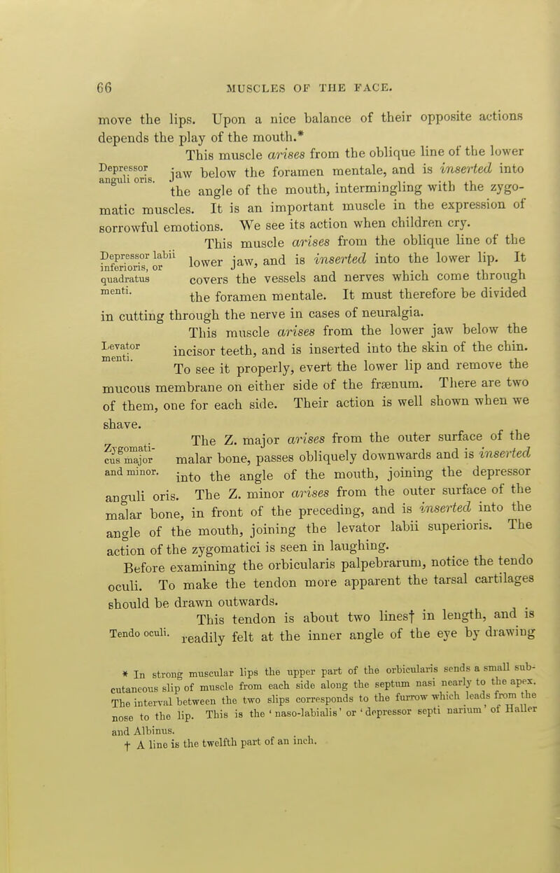 move the lips. Upon a nice balance of their opposite actions depends the play of the mouth.* This miiscle aWses from the oblique line of the lower Depressor • ^^j^^^ ^j^^ foramen mentale, and is inserted into angiili oris. J . . i- -ii the angle of the mouth, mterminglmg with the zygo- matic muscles. It is an important muscle in the expression of sorrowful emotions. We see its action when children cry. This muscle arises from the oblique line of the Depressor labii , iaw, and is inserted into the lower lip. It mferions, or iu<vcj. j .1 v quadratus covers the vessels and nerves which come through the foramen mentale. It must therefore be divided in cutting through the nerve in cases of neuralgia. This muscle arises from the lower jaw below the mentf incisor teeth, and is inserted into the skin of the chin. ™^ To see it properly, evert the lower lip and remove the mucous membrane on either side of the frsenum. There are two of them, one for each side. Their action is well shown when we shave. The Z. major arises from the outer surface of the fus^Z^r malar bone, passes obliquely downwards and is inserted and minor. .^^^ ^^^^^ tj^^ mouth, joining the depressor anguli oris. The Z. minor arises from the outer surface of the malar bone, in front of the preceding, and is inserted into the angle of the mouth, joining the levator labii superioris. The action of the zygomatici is seen in laughing. Before examining the orbicularis palpebrarum, notice the tendo oculi. To make the tendon more apparent the tarsal cartilages should be drawn outwards. _ This tendon is about two linesf in length, and is Tendo ocnli. ^.g^dily felt at the inner angle of the eye by drawing * In strong muscular lips tlie upper part of the orbicularis sends a small sub- cutaneous slip of muscle from eacb side along the septum nasi nearly to the apex. The interval between the two slips corresponds to the furrow which leads from the nose to the lip. This is the ' naso-labialis' or'depressor septi narium ot HaUer and Albinus. t A line is the twelfth part of an inch.