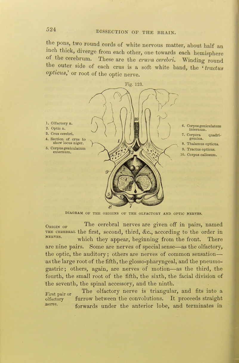 DISSECTION OF THE BRAIN. the pons, two round cords of white nervous matter, about half an inch thick, diverge from each other, one towards each hemisphere of the cerebrum. These are the eruo^a cerebri. Winding round the outer side of each crus is a soft white band, the ' tractU8 opticus; or root of the optic nerve. Fig. 123. 1. Olfactory n. 2. Optic n. 3. Crus cerebri. 4. Section of crus to show locus niger, 5. Corpus geniculatum externum. 6. Corpus geniculatnm Internum. 7. Corpora quadri- gemina. 8. Thalamus opticus. 9. Tractus opticus. 10. Corpus callosum. DIAGEAM OF THE ORIGINS OF THE OLFACTORY AND OPTIC NEEVBS. Origin op '^^^ cerebral nerves are given off in pairs, named THE cBHBBRAx thc first, sccond, third, &c., according to the order in NERVES. -which they appear, beginning from the front. There are nine pairs. Some are nerves of special sense—as the olfactory, the optic, the auditory; others are nerves of common sensation— as the large root of the fifth, the glosso-pharyngeal, and the pneumo- gastric; others, again, are nerves of motion—as the third, the fourth, the small root of the fifth, the sixth, the facial division of the seventh, the spinal accessory, and the ninth. ^ The olfactory nerve is triangular, and fits into a First pair or . olfactory furrow between the convolutions. It proceeds straight nerve. forwards under the anterior lobe, and terminates in I