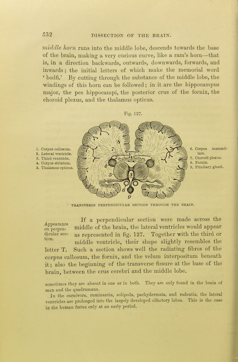 middle horn runs into the middle lobe, descends towards the base of the brain, making a very curious curve, like a ram's horn—that is, in a direction backwards, outwards, downwards, forwards, and inwards; the initial letters of which make the memorial word * bodfi.' By cutting through the substance of the middle lobe, the ■windings of this horn can be followed; in it are the hippocampus major, the pes hippocampi, the posterior crus of the fornix, the choroid plexus, and the thalamus opticus. Fig. 127. 1. Corpus callosum. 2. Lateral ventricle. 3. Third ventricle. 4. Corpus striatum. 5. Thalamus opticus. 6. Corpus mammil- lare. 7. Choroid pleius. 8. Fornix. 9. Pituitary gland. TEANSYEESE PEEPBNDICTJXAB SECTION THEOUGH THE BBA.IN. Appearance on perpen- dicular sec- tion. letter T. If a perpendicular section were made across the middle of the brain, the lateral ventricles would appear as represented in fig. 127. Together with the third or middle ventricle, their shape slightly resembles the Such a section shows well the radiating fibres of the corpus callosum, the fornix, and the velum interpositum beneath it; also the beginning of the transverse fissure at the base of the brain, between the crus cerebri and the middle lobe. sometimes they are absent in one or in both. They are only found in the brain of man and the qnadrumana. In the carnivora, ruminantia, solipeda, pachydermata, and rodentia, the lateral ventricles are prolonged into the largely developed olftictory lobes. This is the case in the human fcEtus only at an early period.