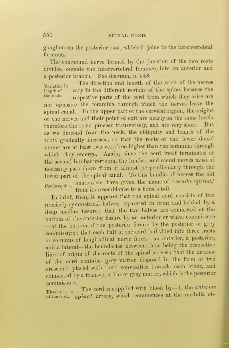 ganglion on the posterior root, which it joins in the intervertebral foramen. The compound nerve formed by the junction of the two roots divides, outside the intervertebral foramen, into an anterior and a posterior branch. See diagram, p. 548. „ . . . The direction and length of the roots of the nerves Variation in o i • i i.t_ length of vary in the different regions of the spine, because the the roots. respective parts of the cord from which they arise are not opposite the foramina through which the nerves leave the spinal canal. In the upper part of the cervical region, the origins of the nerves and their point of exit are nearly on the same level: therefore the roots proceed transversely, and are very short. But as we descend from the neck, the obliquity and length of the roots gradually increase, so that the roots of the lower dorsal nerves are at least two vertebrae higher than the foramina through which they emerge. Again, since the cord itself terminates at the second lumbar vertebra, the lumbar and sacral nerves must of necessity pass down from it almost perpendicularly through the lower part of the spinal canal. To this bundle of nerves the old anatomists have given the name of ' caucla equina,^ Cauda equina. . , , , , ? , m from its resemblance to a horse s tail. In brief, then, it appears that the spinal cord consists of two precisely symmetrical halves, separated in front and behind by a deep median fissure; that the two halves are connected at the bottom of the anterior fissure by an anterior or white commissure —at the bottom of the posterior fissure by the posterior or grey commissure; that each half of the cord is divided into three tracts or columns of longitudinal nerve fibres— an anterior, a posterior, and a lateral—the boundaries between them being the respective lines of origin of the roots of the spinal nerves ; that the interior of the cord contains grey matter disposed in the form of two crescents placed with their convexities towards each other, and connected by a transverse bar of grey matter, which is the posterior commissure. -r,, 1 1 The cord is supplied with blood by—1, the anterior Blood yessels , ^ ,i j ii i of the cord, spinal artery, which commences at the medulla oD-