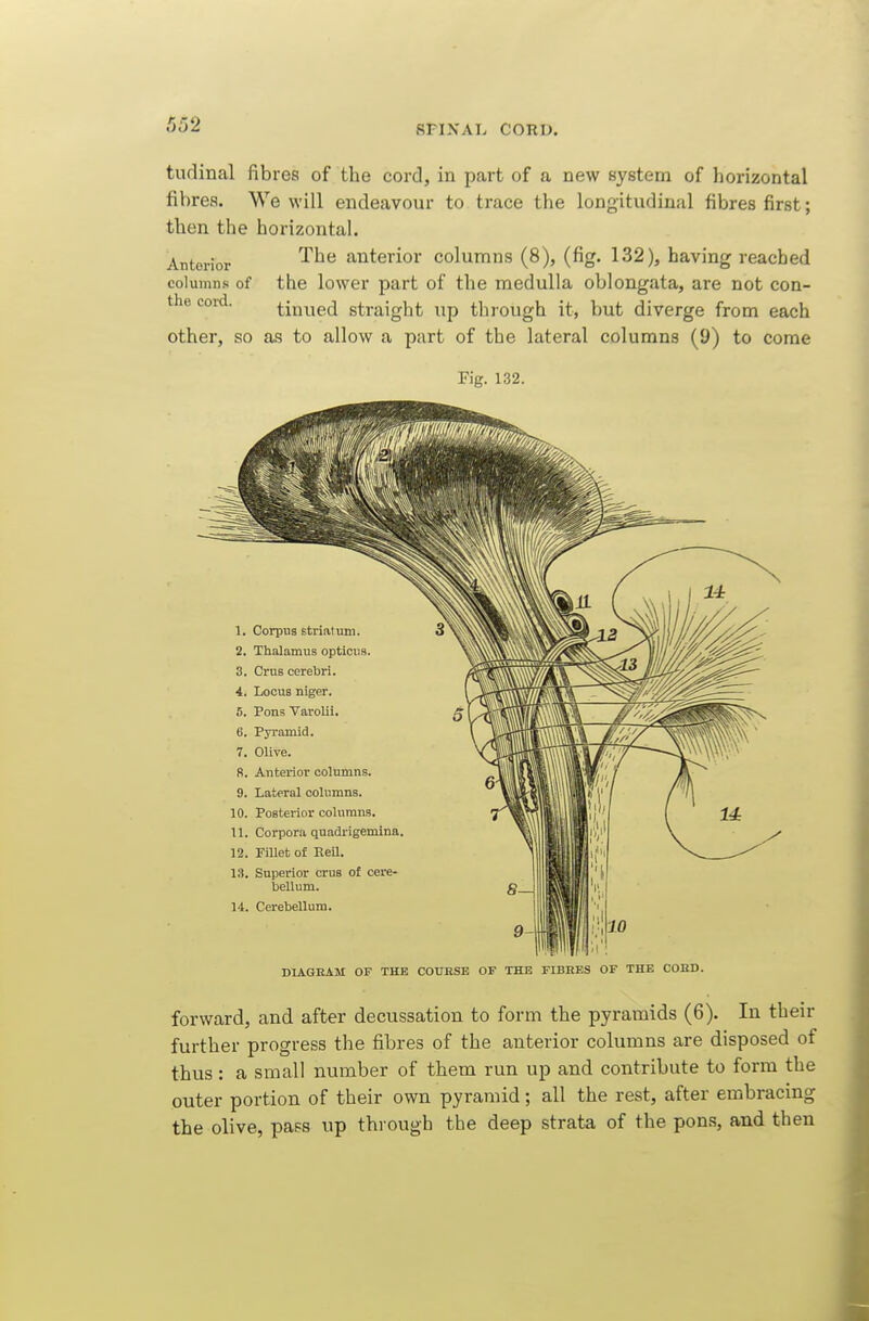 tudinal fibres of the cord, in part of a new system of horizontal fibres. We will endeavour to trace the longitudinal fibres first; then the horizontal. Anterior ^^^ anterior columns (8), (fig. 132), having reached columns of the lower part of the medulla oblongata, are not con- the cord. tinued straight up through it, but diverge from each other, so as to allow a part of the lateral columns (9) to come Fig. 132. DIAGEAM OF THE COUHSE OF THE FIBRES OF THE COED. forward, and after decussation to form the pyramids (6). In their further progress the fibres of the anterior columns are disposed of thus : a small number of them run up and contribute to form the outer portion of their own pyramid; all the rest, after embracing the olive, pass up thi ough the deep strata of the pons, and then