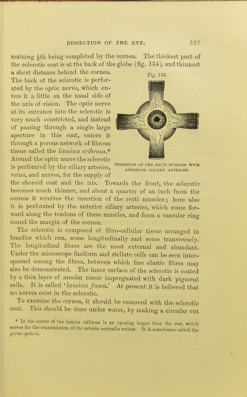 Fig. 133. INSEETION OF THE RECTI MtTSCOiES TinfTH ANTBEIOB CH-IABY ABTEKIES. maining ^tb being completed by the cornea. The thickest part of the sclerotic coat is at the back of the globe (fig. 134), and thinnest a short distance behind the cornea. The back of the sclerotic is perfor- ated by the optic nerve, which en- ters it a little on the nasal side of the axis of vision. The optic nerve at its entrance into the sclerotic is Very much constricted, and instead of passing through a single large aperture in this coat, enters it through a porous network of fibrous tissue called the lamina a^ibrosa.^ Around the optic nerve the sclerotic is perforated by the ciliary arteries, veins, and nerves, for the supply of the choroid coat and the iris. Towards the front, the sclerotic becomes much thinner, and about a quarter of an inch from the cornea it receives the insertion of the recti muscles ; here also it is perforated by the anterior ciliary arteries, which come for- ward along the tendons of these muscles, and form a vascular ring round the margin of the cornea. The sclerotic is composed of fibro-cellular tissue arranged in bundles which run, some longitudinally and some transversely. The longitudinal fibres are the most external and abundant. Under the microscope fusiform and stellate cells can be seen inter- spersed among the fibres, between which fine elastic fibres may also be demonstrated. The inner surface of the sclerotic is coated by a thin layer of areolar tissue impregnated with dark pigment cells. It is called ' lamina fusca: At present it is believed that no nerves exist in the sclerotic. To examine the cornea, it should be removed with the sclerotic coat. This should be done under water, by making a circular cut * In the centre of the lamina cribrosa is an opening larger tlian the rest, whieli serves for the transmission of the arteria centralis retinae. It is sometimes called the j)orm opticus.