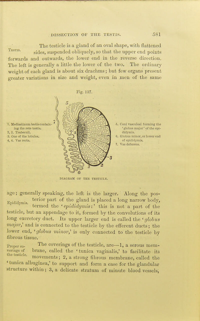 The testicle is a gland of an oval shape, with flattened Testis. ^ides, suspended obliquely, so that the upper end points forwards and outwards, the lower end in the reverse direction. The left is generally a little the lower of the two. The ordinary weight of each gland is about six drachms; but few organs present greater variations in size and weight, even in men of the same Fig. 137. 1. Mediastinum testis contain- ing the rete testis. 2, 2. TrabecuU. 3, One of the lobules. 4, 4. Vas recta. 3i forming the ior' of the epi- r, or lower end lis. DIAGRAM OF THE TESTICLE. age; generally speaking, the left is the larger. Along the pos- Epidid is ^^^^^^ P^^'^ gland is placed a long narrow body, termed the 'epididymis:' this is not a part of the testicle, but an appendage to it, formed by the convolutions of its long excretory duct. Its upper larger end is called the 'globus major,' and is connected to the testicle by the efferent ducts; the lower end, 'globus minor,' is only connected to the testicle by fibrous tissue. Proper CO- '^^^ Coverings of the testicle, are—1, a serous mem- veringsof brane, called the 'tunica vaginalis,' to facilitate its movements; 2, a strong fibroiTs membrane, called the ' tunica albuginea,' to support and form a case for the glandular structure within ; 3, a delicate stratum of minute blood vessels,