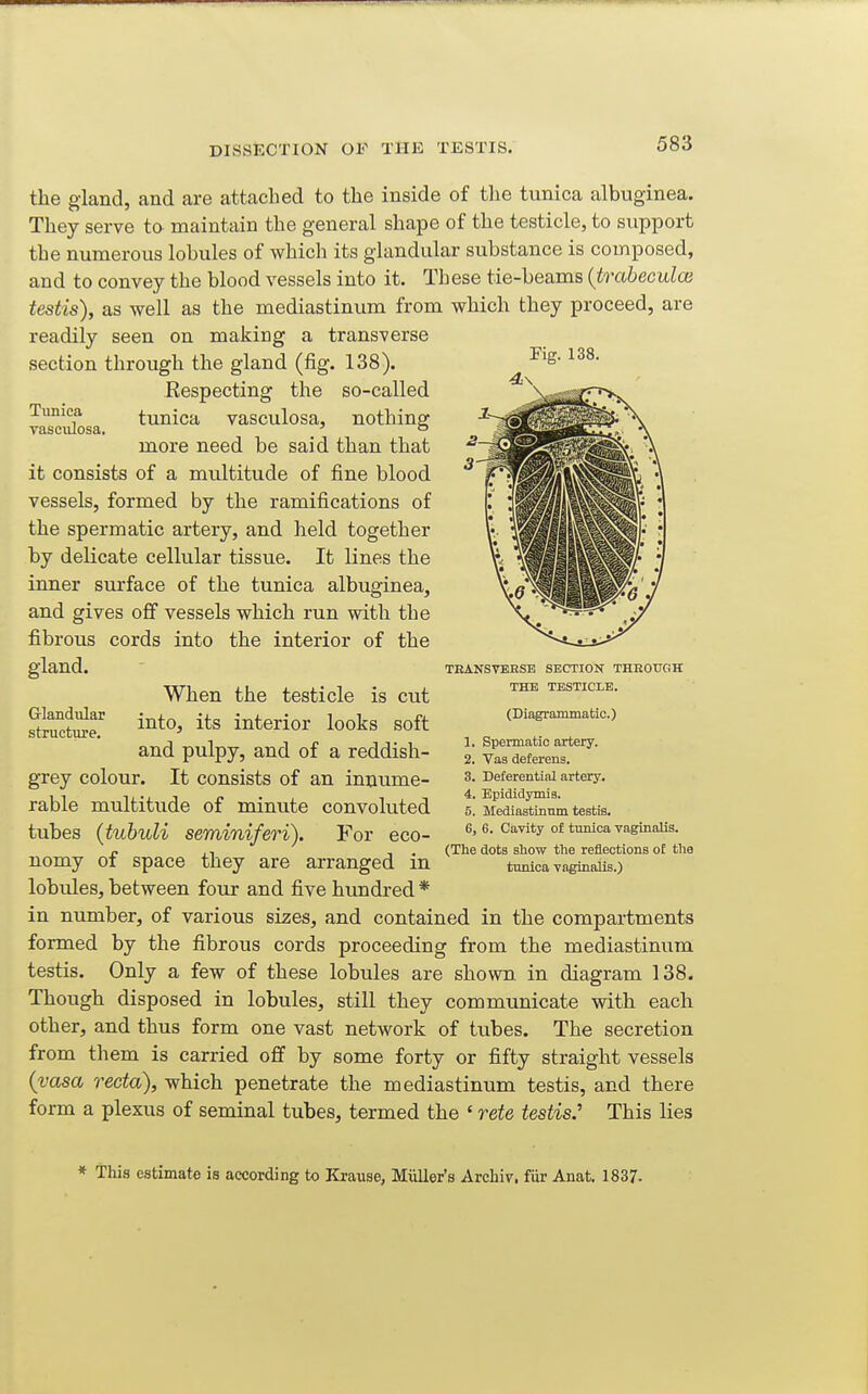 Fig. 138. Tunica vasciilosa. the gland, and are attached to the inside of the tunica albuginea. They serve to maintain the general shape of the testicle, to support the numerous lobules of which its glandular substance is composed, and to convey the blood vessels into it. These tie-beams {trabeculce testis), as well as the mediastinum from which they proceed, are readily seen on making a transverse section through the gland (fig. 138). Eespecting the so-called tunica vasculosa, nothing more need be said than that it consists of a multitude of fine blood vessels, formed by the ramifications of the spermatic artery, and held together by delicate cellular tissue. It lines the inner surface of the tunica albuginea, and gives off vessels which run with the fibrous cords into the interior of the gland. When the testicle is cut into, its interior looks soft and pulpy, and of a reddish- grey colour. It consists of an innume- rable multitude of minute convoluted tubes (tubuli seminiferi). For eco- nomy of space they are arranged in lobules, between four and five hundred * in number, of various sizes, and contained in the compartments formed by the fibrous cords proceeding from the mediastinum testis. Only a few of these lobules are shown in diagram 138. Though disposed in lobules, still they communicate with each other, and thus form one vast network of tubes. The secretion from them is carried oflf by some forty or fifty straight vessels {vasa recta), which penetrate the mediastinum testis, and there form a plexus of seminal tubes, termed the ' rete testis.' This lies Grlandular structure. TRANSVEESE SECTION THROUGH THE TESTICLE. (Diagrammatic.) 1. Spermatic artery. 2. Vaa deferens. 3. Deferential artery. 4. Epididymis. 5. Mediastinnm testis. 6. 6. Cavity of tunica vaginalis. (The dots sliow the reflections of the tuiuca vaginalis.) * This estimate is according to Krause, Miiller's Arcbiv, fiir Anat. 1837.