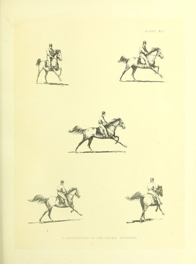 ILLUSTRATIONS OF THE RACES. RTINNUSTO.