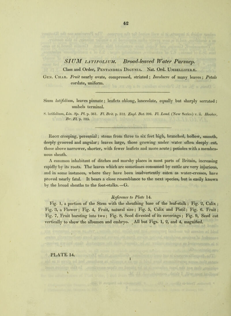 SIUM la tifolium. Broad-leaved Water Parsnep. Class and Order, Pentandria Digynia. Nat. Ord. UmbelliferjE. Gen. Char. Fruit nearly ovate, compressed, striated; Involucre of many leaves; Petals cordate, uniform. Sium latifolmm, leaves pinnate; leaflets oblong, lanceolate, equally but sharply serrated ; umbels terminal. S. latifolium, Lin. Sp. Pl. p. 361. FI. Brit. p. 312. Engl. Bot. 204. FI. Bond. (New Series) v. ii. Hooker, Br. FI. p. 125. Root creeping, perennial; stems from three to six feet high, branched, hollow, smooth, deeply grooved and angular; leaves large, those growing under water often deeply cut, those above narrower, shorter, with fewer leaflets and more acute ; petioles with a membra- nous sheath. A common inhabitant of ditches and marshy places in most parts of Britain, increasing rapidly by its roots. The leaves which are sometimes consumed by cattle are very injurious, and in some instances, where they have been inadvertently eaten as water-cresses, have proved nearly fatal. It bears a close resemblance to the next species, but is easily known by the broad sheaths to the foot-stalks.—G. Reference to Plate 14. Fig. 1, a portion of the Stem with the sheathing base of the leaf-stalk; Fig. 2, Calix ; Fig. 3, a Flower; Fig. 4, Fruit, natural size; Fig. 5, Calix and Pistil; Fig. 6. Fruit; Fig. 7, Fruit bursting into two; Fig. 8, Seed divested of its coverings; Fig. 9, Seed cut vertically to show the albumen and embryo. All but Figs. 1, 2, and 4, magnified. PLATE 14. \ 1