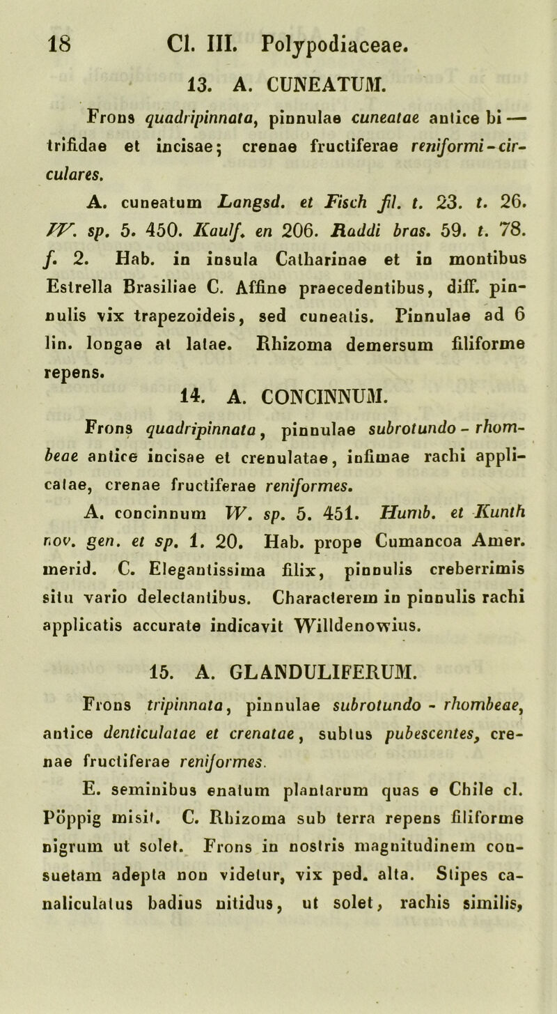 13. A. CUNEATUM. Frons quadripinnatOy piDniilae cuneatae autice bl — triiidae et incisae; crenae fructiferae reniformi-cir- culares. A. cuneatum Langsd, et Fisch fh t. 23. t. 26. sp. 5. 450. KaulJ^ en 206. Raddi bras. 59. t. 78. f. 2. Hab. in insula Catharinae et in montibus Estrella Brasiliae C. Affine praecedentibus, dilF. pin- nulis vix trapezoideis, sed cuneatis. Pinnulae ad 6 lin. loDgae at latae. Rhizoma demersum filiforme repens. 14. A. CONCINNUM. Frons quadripinnata , pinnulae subrot undo - rhorn- beae antice incisae et crenulatae, infimae rachi appli- calae, crenae fructiferae reniformes. A. concinnum W. sp. 5. 451. Hunib. et Kunth rov, gen. et sp, 1. 20. Hab. prope Cumancoa Amer. merid. C. Elegantissima filix, pinnulis creberrimis situ vario delectanlibus. Characterem in pinnulis rachi applicatis accurate indicavit Willdenowius. 15. A. GLANDULIFERUM. Frons tripinnatOy pinnulae subrotundo - rhombeaey antice denticulatae et crenatae y sublus pubescentes, cre- nae fructiferae renijormes. E. seminibus enatum planlarum quas e Chile cl. Poppig misiJ, C. Rhizoma sub terra repens filiforme nigrum ut solet. Frons in noslris magnitudinem con- suetam adepta non videUir, \ix ped. alta. Stipes ca- naliculalus badius uitidus, ut solet^ rachis similis,