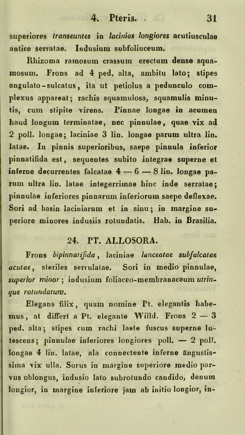 superiores transeuntes in lacinias longiores acutiusculae an lice serralae. Indiisium subfoliuceum. Rhizoma ramosum crassum ereclum dense squa> inosum. Frons ad 4 ped. alia, ambilu lato; stipes angulato-sulcalus, ita ut petiolus a pedunculo corn- plexus appareat; racbis squamulosa, squamulis miou- tis, cum stipile yirens. Pinnae longae in acumen baud loogum (erminalae, nec pinnulae, quae vix ad 2 poll, longae; laciuiae 3 lin. longae parum ultra lin. latae. In pinnis superioribus, saepe pinnula inferior pinnatiUda est, sequentes subito integrae superne et interne decurrentes falcalae 4 — 6 — 8 lin. longae pa- rum ultra lin. latae integerriinae bine inde serratae; pinnulae inferlores pinnarum inferiorum saepe de£exae. Sori ad basin lacioiarum et in sinu; in margine su- periore mioores indusiis rotundatis. Hab. in Brasilia. 24. PT. ALLOSORA. Frons bipinnatifida, laciuiae lanceatae subfalcatae acutae, sleriles serrulatae. Sori in medio pinnulae, superior minor- indusium foliaceo-membranaceum nm’n- que rotiindatwv. Elegans filix, quam nomine Pt. eleganlis babe- mus, at differl a Pt. elegante Willd. Frons 2 — 3 ped. alta; stipes cum rachi laete fuscus superne lu- tescens; pinnulae iuferiores longiores poll. — 2 poll, longae 4 lin. latae, ala connectente inferoe Sngustis- siina vix ulla. Sorus in margine snperiore medio par- vus oblongus, indusio lato subrolundo candido, denum lougior, in margine inferiore jam ab initio longior, in-