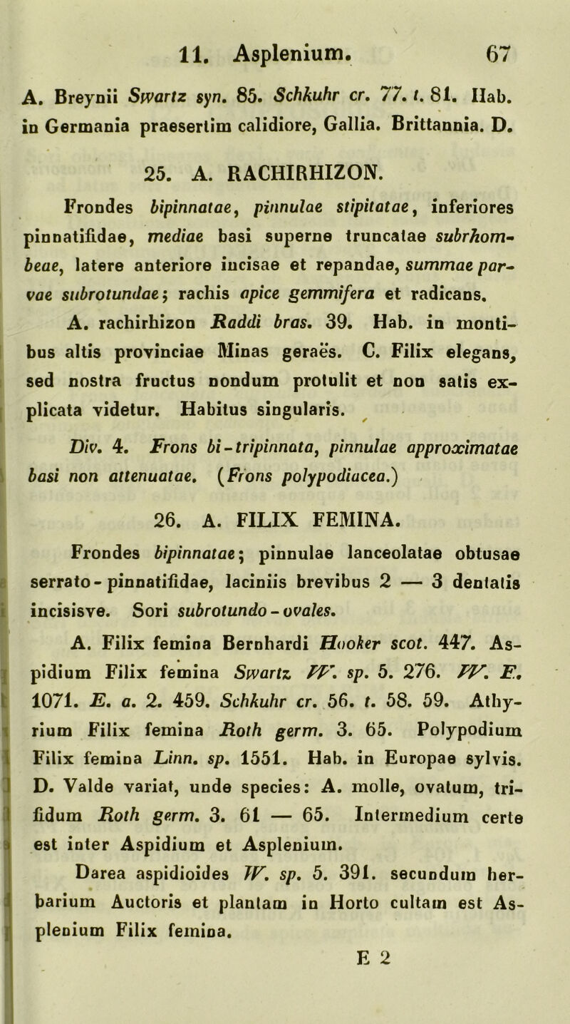A. Breynii Sivartz syn. 85. Schkuhr cr, 77. t, 81. Hab. ID Germania praeserllm calidiore, Gallia. Brittannia. D. 25. A. RACHIRHIZON. Frondes bipinnatae^ pinnulae stipitataCj inferiores pinnatiildae, mediae basi superne truncatae suhrhom- beae, latere anteriore iucisae et repandae, summae par^ vae siibrotundae ^ rachis apice gemmifera et radicans. A. rachirhizon Raddi bras, 39. Hab. in monti- bus altis proyinciae Minas geraes. €. Filix elegans^ sed nostra fructus nondum protulit et non satis ex- [ plicata videtur. Habitus singularis. Div, 4. Frons bi~tripinnata, pinnulae approximatae \ basi non attenuatae, {Frons polypodiacea.) 26. A. FILIX FEMINA. Frondes bipinnatae^ pinnulae lanceolatae obtusae B serrato-pinnatilldae, laciniis brevibus 2 — 3 dentatis i incisisye. Sori subrotundo - ovales, A. Filix femina Bernhardi Hooker scot. 447. As- j pidium Filix femina Swartz W, sp. 5. 276. F., t 1071. E. a, 2. 459. Schkuhr cr. 56. t. 58. 59. Alhy- 1 rlum Filix femina Roth germ. 3. 65. Polypodium ^ Filix femina Linn. sp. 1551. Hab. in Europae sylvis. 3 D. Valde yariat, unde species: A. molle, ovalum, tri- [| lidum Roth germ, 3. 61 — 65. Intermedium certe Iest inter Aspidium et Asplenium. Darea aspidioides TF. sp, 5. 391. secundum her- barium Auctoris et plantam in Horto cultam est As- I plenium Filix femina. E 2