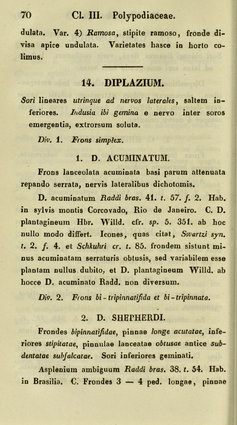 dulata. Var. 4) Ramosa, stipite ramoso, fronde di- visa apice undulata. Varielates hasce ia borto co- limus. 14. DIPLAZIUM. Sori lineares utrinque ad nervos laterales^ saltern io- ferlores. ludusia ibi gemina e nervo inter soros emergeotia, extrorsum soluta. D/V. 1. Frons simplex, 1. D. ACUMINATUM. Frons lanceolata acuminata basi parum attenuata repando serrata, nervis lateralibus dichotomis. D. acuminatum Raddi bras, 41. t. 57, f, 2, Hab. in sylvis mentis Corcovado, Rio de Janeiro. C. D. plantagineum Hbr. Willd. cfr. sp, 5, 351. ab hoc nullo modo difiert. leones, quas citat, Swartzi syn, t. 2, f, 4. et Schkuhri cr, t, 85. frondem sistunt mi- nus acuminatam serraturis obtusis, sed variabilem esse plantam nullus,dubito^ et D. plantagineum Willd. ab hocce D. acuminato Radd. non diversum. Div, 2, Frons bi - tripinnatijida et bi~tripinnata, 2, D. SHEPHERDI. Frondes bipinnatijidae^ pinnae longe acutatae, infe- riores stipitatae^ pinnulae lanceatae obtusae antice sub- dentatae subfalcatae, Sori inferiores geminati. Asplenium ambiguum Raddi bras, 38. t, 54. Hab. in Brasilia. €. Frondes 3 — 4 ped. longae, pinnae