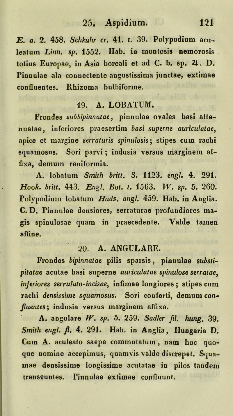 E. a. 2. 458. Schhuhr cr. 41. t. 39. Polypodium acu- leatum Linn, sp, 1552. Hab. in monlosis nemorosis totius Europae, iu Asia boreali et ad C. b. sp. 2f.. D, rinnulae ala coDnectente angustlssima junctae^ extimae confluentes. Rhizoma bulbiforme. I 19. A. LOBATUM, Frondes subbipinnatae, pinniilae oyales basi atte- Duatae, inferiores praesertim basi superne auriculatae, apice et raargine serraturis spinulosis', stipes cum racbi squamosus. Sori parvi; indusia versus margioem af- bxa, demum reniformia. A. lobalum Smith britt, 3. 1123. engh 4. 291. Hook, britt, 443. £ng/, Bot. t, 1563. W, $p. 5. 260. Polypodium lobatum Huds, angl. 459. Hab. in Anglia. C. D, Pioniilae denslores, serraturae profundiores ma- gis spinulosae quara in praecedente. Valde tamen afllne.' 20. A. ANGULARE. Frondes bipinnatae pills sparsis, pinnulae substi~ pitatae acutae basi superne auriculatae spinulose serratae, inferiores serrulato-incisae, iniimae longiores; stipes cum racbi densissime squamosus, Sori conferti, demum con« fluentesi indusia versus marginem affixa. A. angulare W, sp. 5. 259. Sadler fil. hung, 39. Smith engl. Jl, 4. 291. Hab. in Anglia, Hungaria D, Cum A. aculeato saepe commutalum, nam hoc quo- que nomine accepimus, quamvis valde discrepet. Squa- mae densissime longissime acutatae in pilos tandem transeuntes. Pinnulae extimae confluunf.