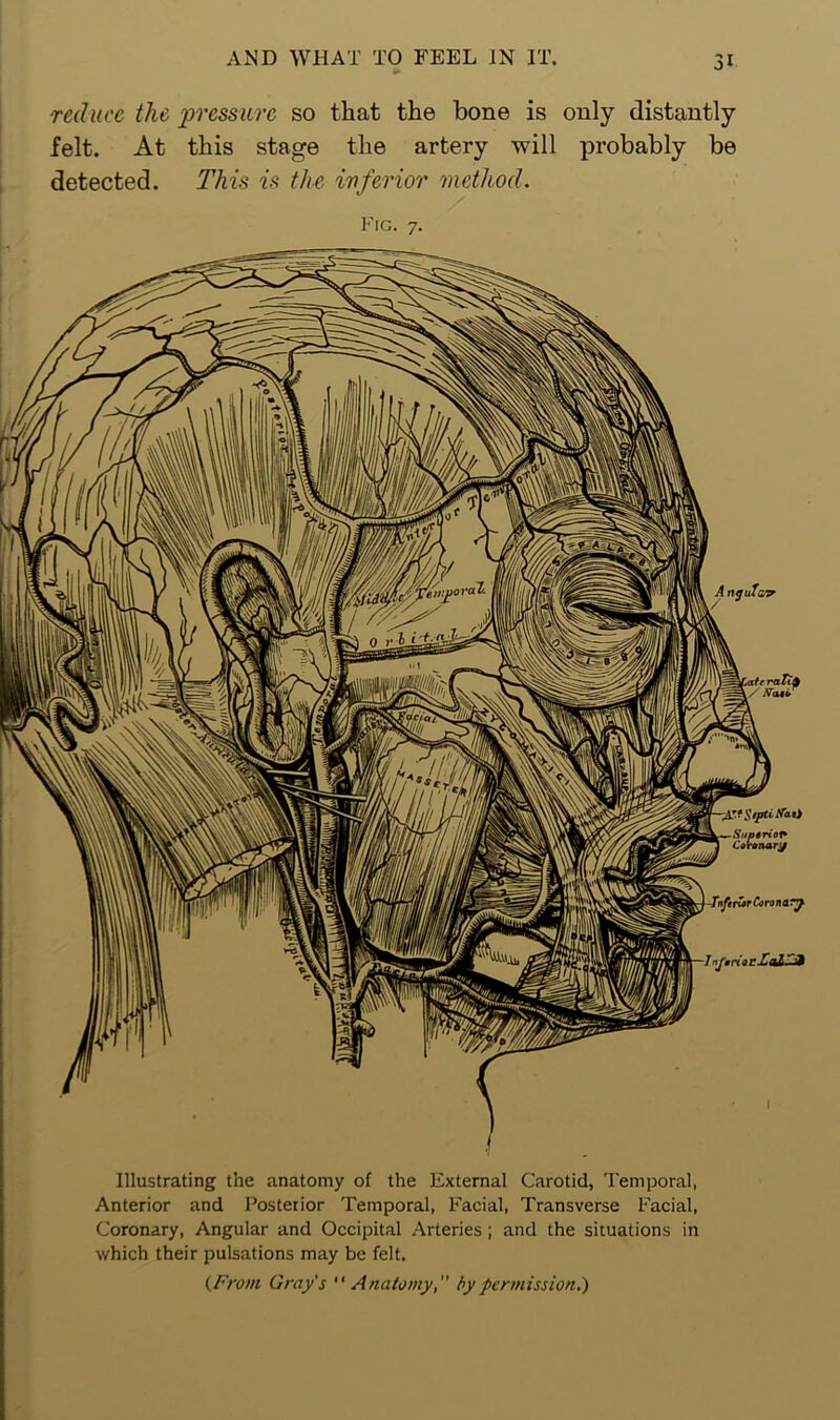 reduce the pressure so that the bone is only distantly felt. At this stage the artery will probably be detected. This is the inferior method. Fig. 7. AnguTcr atr ratit) ,/iVa4* Illustrating the anatomy of the External Carotid, Temporal, Anterior and Posterior Temporal, Facial, Transverse Facial, Coronary, Angular and Occipital Arteries; and the situations in which their pulsations may be felt. (From Gray's “ Anatomy, by permission.)