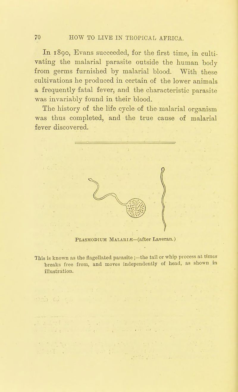 In 1890, Evans succeeded, for the first time, in culti- vating the malarial parasite outside the human body from germs furnished by malarial blood. With these cultivations he produced in certain of the lower animals a frequently fatal fever; and the characteristic parasite was invariably found in their blood. The history of the life cycle of the malarial organism was thus completed, and the true cause of malarial fever discovered. Plasmodium Malaria—(after Laveran.) This is kno'VTn as the flagellated parasite ;-the tail or whip process at times brealcs free from, and moves independently of head, as shown in illustration.