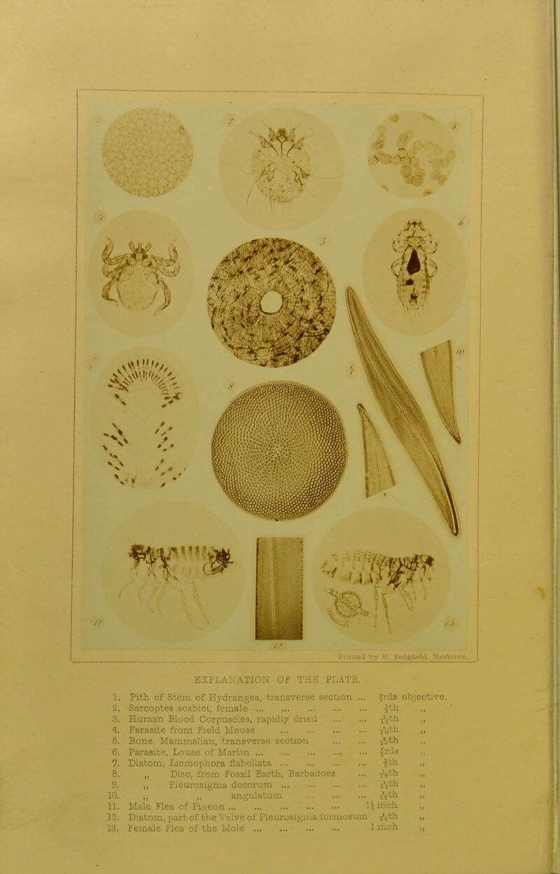 Priuced by R ged^Geld. Norbiton. EXPLANATION OF THE PLATE. 1. Pith of Stem of Hydrangea, transverse section ... ?rds objective. 2. Sarcoptes scabiei, female ?th 3. Human Blood Corpuscles, rapidly dried ... ... ^ith 4. Parasite from Field Mouse T^i^h 5. Bone. Mammalian, transverse section y'^th 6. Parasite, Louse of Martin frJs 7. Diatom, Licmophora flabellata -Jth 8. „ Disc, from Fossil Eai'th, Barbadoes ... ^\th. 9. ,, Pjeurosigma decorum T^th 10. ,, „ angulatum IL Male Flea of Pis;eoa ... ' U inch 12. Diatom, part of the Vnlve of Pleurosigmatormosum ^jth