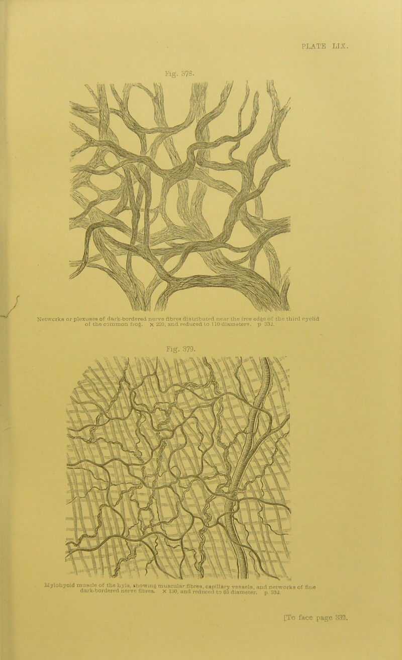 Fig. 378. Mylohyoid louacle of the liyla, tbowm^ tnuBcular fibres, capillftrj vessels, and nefworks of fine dark-bordered nerve fibres. X 130, and reduced to BS diameter, p. 33a. [To face page .'«3.