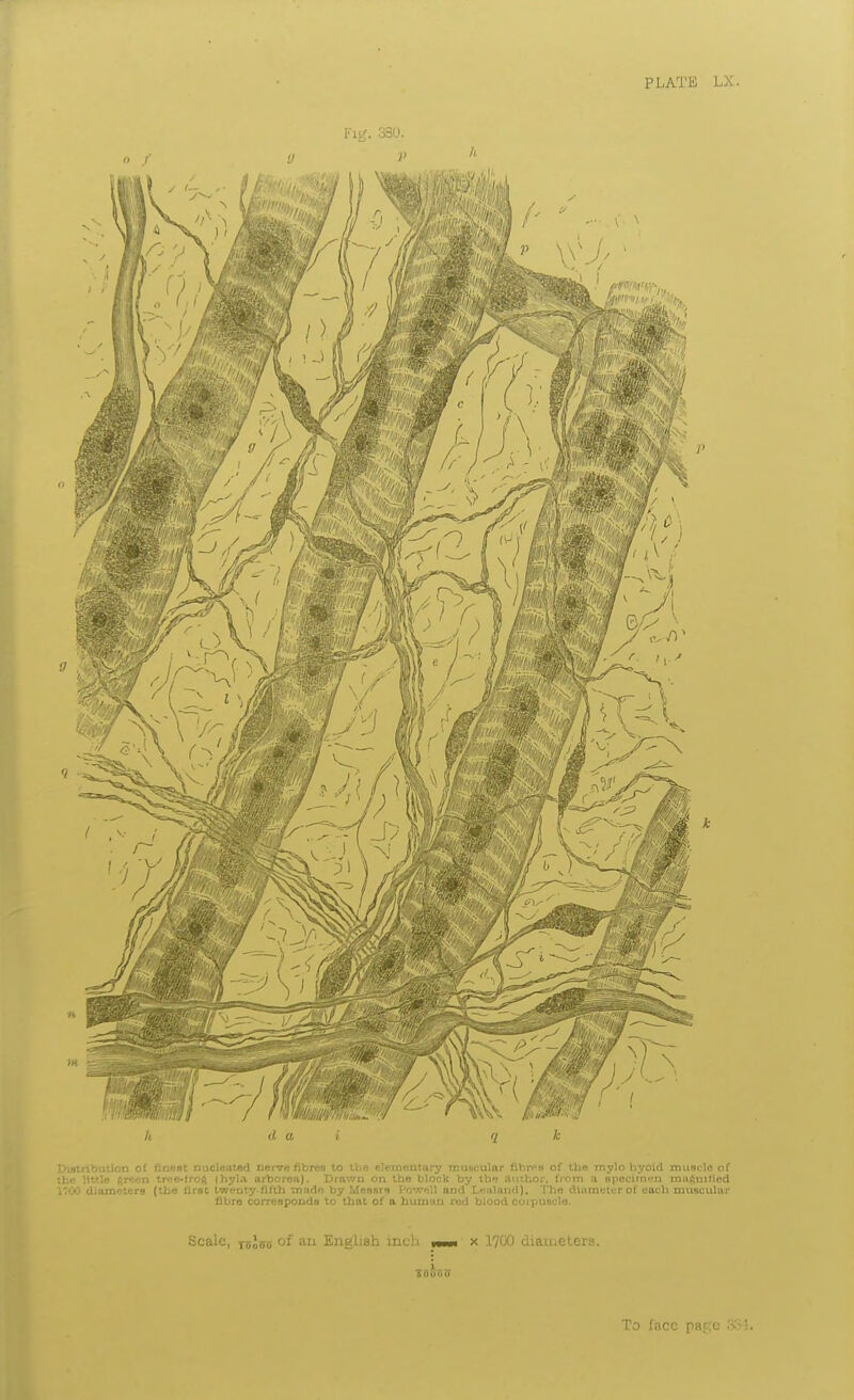 lug. o3U. h d a i q k Distribution of finest nucleated nenre fibres to the elementary muscular fibres of the mylo hyoid muscle of the lUtle green tree-lroft (hyl.a arborea). Drav.rn on the block by tb*3 author, from a specimnn mugnilled 1700 diameters (the first tweoty.flfth ^nado by MesarB Powell and Leulaud). The diameter of each muscular fibre corresponds to that of a human red biood corpuscle. Scale, xrXni, C)f an English inch x 1700 diameters. To face pat?e S.?}.