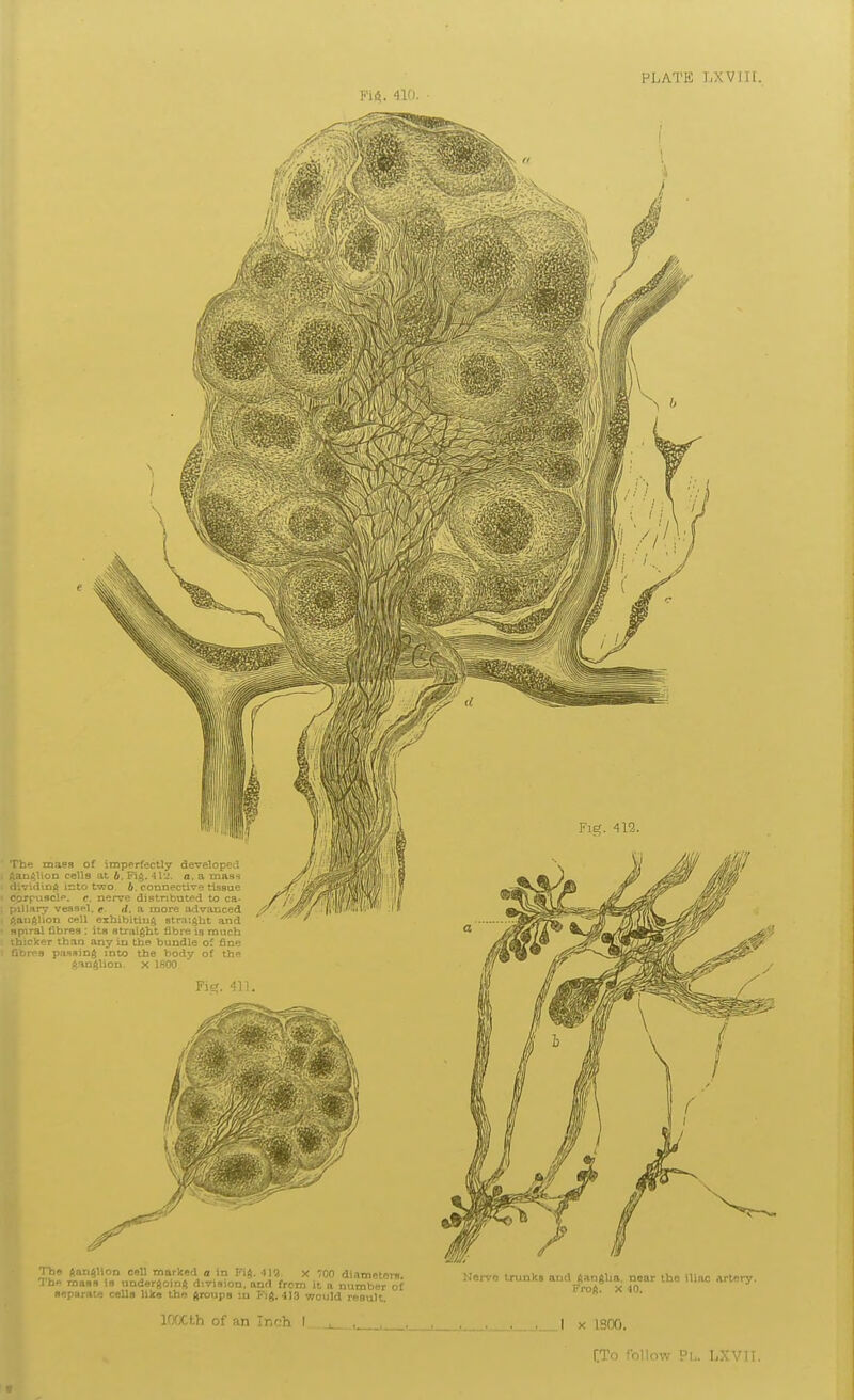 FLATIC T.XVin. FiA. 410. The roaes of imperfectly developed t^aci^lioD cells at b. Fig. 41'2. a. a Tnass dividmg into two, b. connective tissue cprpnscle. f. nerve distributed to ca- pillary vessel, e- d, a more advanced l^auf^lion cell exhibiting 8tra;gbt and spiral fibres ; its straight fibre is much thicker than any in the bundle of fine fibres passing into the body of the ganglion, x 1800 The ganglion cell marked a in Fig. •t]9. X 700 diameters. The rnaas Is undergoing division, and from It a number of separate cells like the groups in Fig. 413 would result, lOOCth of an Inch I Nerve trunks and ganglia, near the iliac artery, frog. X 40. X 1300.