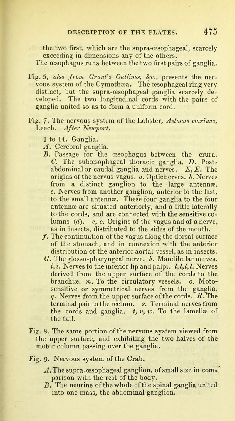the two first, which are the supra-oesophageal, scarcely exceeding in dimensions any of the others. The oesophagus runs between the two first pairs of ganglia. Fig. 5, also from Grant’s Outlines, 8fc., presents the ner- vous system of the Cymothaea. The oesophageal ring very distinct, but the supra-oesophageal ganglia scarcely de- veloped. The two longitudinal cords with the pairs of ganglia united so as to form a uniform cord. Fig. 7- The nervous system of the Lobster, Astacus marinus, Leach. After Newport. 1 to 14. Ganglia. A. Cerebral ganglia. B. Passage for the oesophagus between the crura. C. The suboesophageal thoracic ganglia. D. Post- abdominal or caudal ganglia and nerves. E, E. The origins of the nervus vagus, a. Opticnerves. b. Nerves from a distinct ganglion to the large antennae, c. Nerves from another ganglion, anterior to the last, to the small antennae. These four ganglia to the four antennae are situated anteriorly, and a little laterally to the cords, and are connected with the sensitive co- lumns (rf). e, e. Origins of the vagus and of a nerve, as in insects, distributed to the sides of the mouth. /. The continuation of the vagus along the dorsal surface of the stomach, and in connexion with the anterior distribution of the anterior aortal vessel, as in insects. G. The glosso-pharyngeal nerve, h. Mandibular nerves. i,i. Nerves to the inferior lip and palpi. 1,1,1, l. Nerves derived from the upper surface of the cords to the branchiae, m. To the circulatory vessels, o. Moto- sensitive or symmetrical nerves from the ganglia. q. Nerves from the upper surface of the cords. It. The terminal pair to the rectum, s. Terminal nerves from the cords and ganglia, t, v, w. To the lamellae of the tail. Fig. 8. The same portion of the nervous system viewed from the upper surface, and exhibiting the two halves of the motor column passing over the ganglia. Fig. 9. Nervous system of the Crab. yLThe supra-oesophageal ganglion, of small size in com- parison with the rest of the body. B. The neurine of the whole of the spinal ganglia united into one mass, the abdominal ganglion.