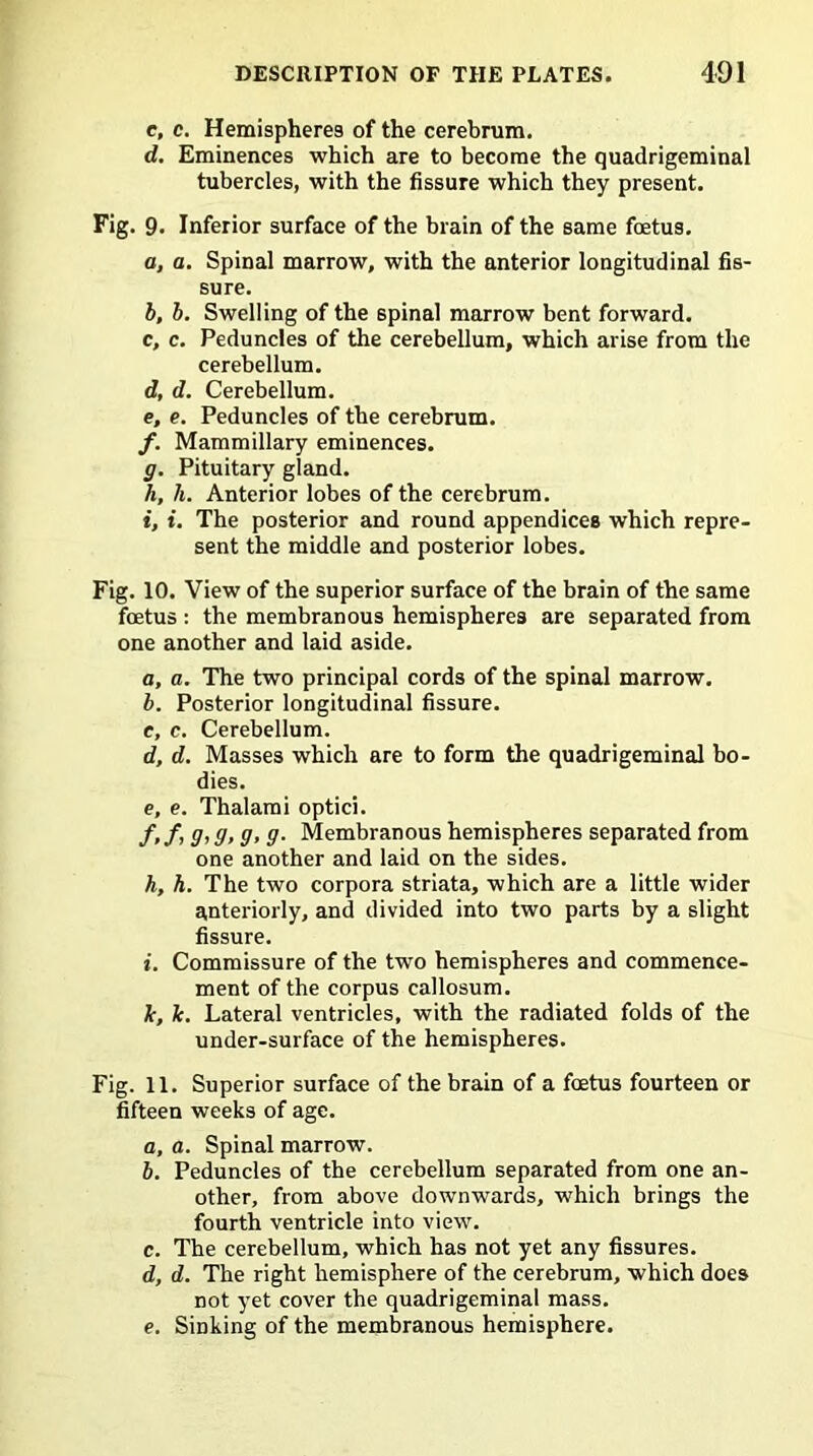 c, c. Hemispheres of the cerebrum. d. Eminences which are to become the quadrigeminal tubercles, with the fissure which they present. Fig. 9. Inferior surface of the brain of the same foetus. a, a. Spinal marrow, with the anterior longitudinal fis- sure. b, b. Swelling of the spinal marrow bent forward. c, c. Peduncles of the cerebellum, which arise from the cerebellum. d, d. Cerebellum. e, e. Peduncles of the cerebrum. f, Mammillary eminences. g, Pituitary gland. h, h. Anterior lobes of the cerebrum. i, i. The posterior and round appendices which repre- sent the middle and posterior lobes. Fig. 10. View of the superior surface of the brain of the same foetus : the membranous hemispheres are separated from one another and laid aside. a, a. The two principal cords of the spinal marrow. b. Posterior longitudinal fissure. e, c. Cerebellum. d, d. Masses which are to form the quadrigeminal bo- dies. e, e. Thalami optici. /»/> 9’ 9> 9> 9- Membranous hemispheres separated from one another and laid on the sides. h, h. The two corpora striata, which are a little wider anteriorly, and divided into two parts by a slight fissure. i. Commissure of the two hemispheres and commence- ment of the corpus callosum. k, k. Lateral ventricles, with the radiated folds of the under-surface of the hemispheres. Fig. 11. Superior surface of the brain of a foetus fourteen or fifteen weeks of age. a. a. Spinal marrow. b. Peduncles of the cerebellum separated from one an- other, from above downwards, which brings the fourth ventricle into view. c. The cerebellum, which has not yet any fissures. d. d. The right hemisphere of the cerebrum, which does not yet cover the quadrigeminal mass. e. Sinking of the membranous hemisphere.