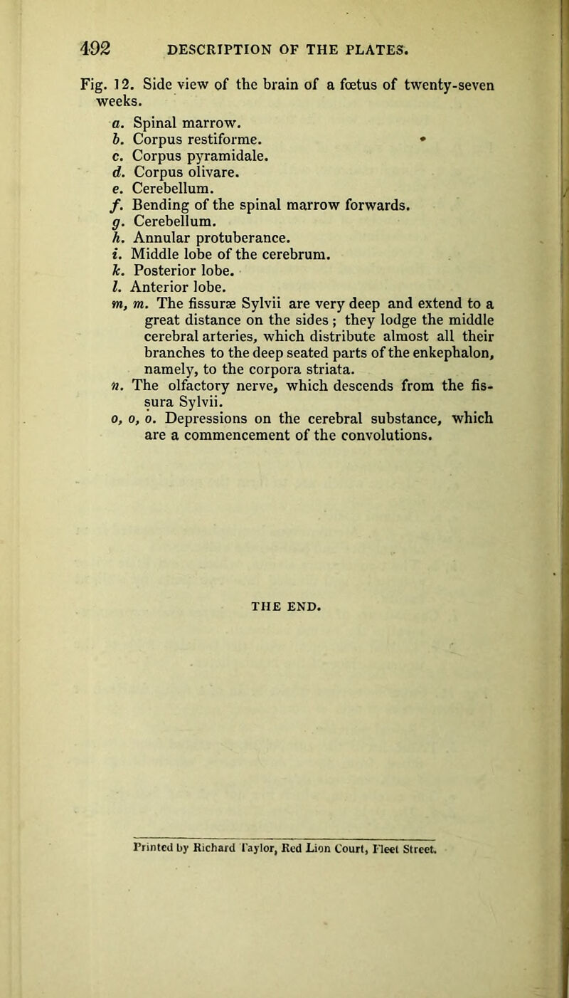 Fig. 12. Side view of the brain of a foetus of twenty-seven weeks. a. Spinal marrow. b. Corpus restiforme. • c. Corpus pyramidale. d. Corpus olivare. e. Cerebellum. /. Bending of the spinal marrow forwards. g. Cerebellum. h. Annular protuberance. i. Middle lobe of the cerebrum. k. Posterior lobe. l. Anterior lobe. m. m. The fissurae Sylvii are very deep and extend to a great distance on the sides; they lodge the middle cerebral arteries, which distribute almost all their branches to the deep seated parts of the enkephalon, namely, to the corpora striata. n. The olfactory nerve, which descends from the fis- sura Sylvii. o. o, o. Depressions on the cerebral substance, which are a commencement of the convolutions. THE END. Printed by Richard Taylor, Red Lion Court, Fleet Street.