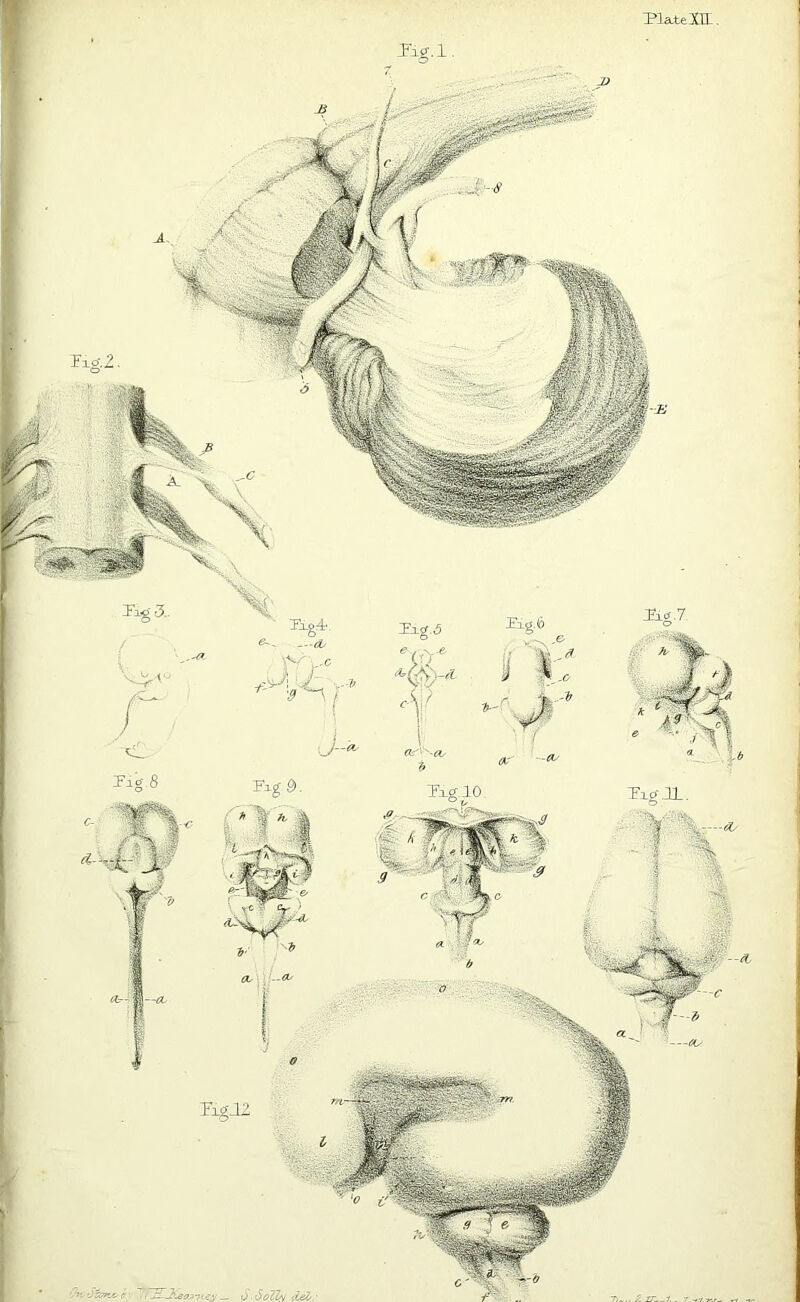 Plate XII-. KgJ2 - e; TTEiJieoj'ney _ o ■ dolly tie/s. • rlg.2. Tag.5 cW -cl ■8 WM- Tig Txgi. \V ,c M 9*~*\ l J-a, TJ§S>. ^g-7