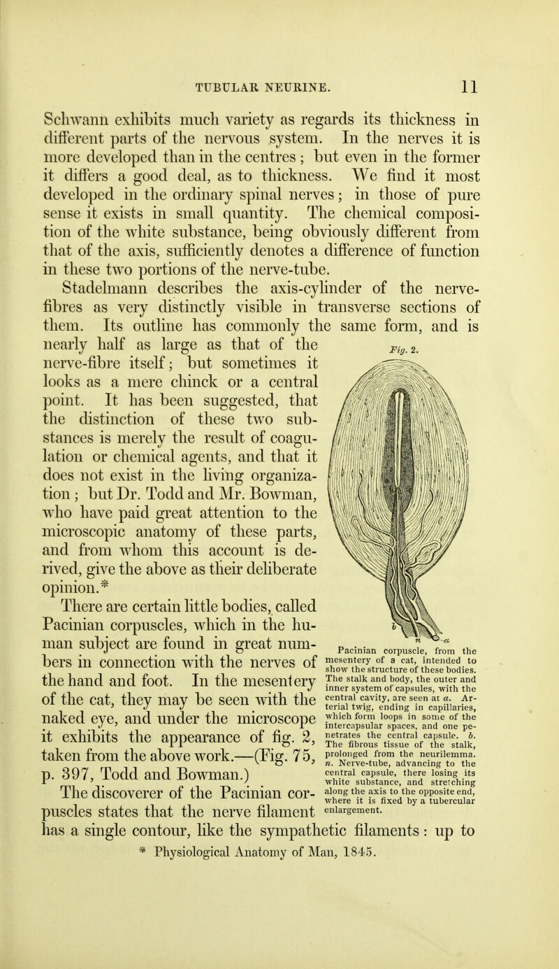 Schwann exhibits much variety as regards its thickness in different parts of the nervous system. In the nerves it is more developed than in the centres ; but even in the former it differs a good deal, as to thickness. We find it most developed in the ordinary spinal nerves; in those of pure sense it exists in small quantity. The chemical composi- tion of the white substance, being obviously different from that of the axis, sufficiently denotes a difference of function in these two portions of the nerve-tube. Stadelmann describes the axis-cylinder of the nerve- fibres as very distinctly visible in transverse sections of them. Its outline has commonly the same form, and is nearly half as large as that of the p,-^ 2. nerve-fibre itself; but sometimes it looks as a mere chinck or a central point. It has been suggested, that the distinction of these two sub- stances is merely the result of coagu- lation or chemical agents, and that it does not exist in the living organiza- tion ; but Dr. Todd and Mr. Bowman, who have paid great attention to the microscopic anatomy of these parts, and from whom this account is de- rived, give the above as their deliberate opinion.* There are certain little bodies, called Pacinian corpuscles, which in the hu- man subject are found in great num- bers in connection with the nerves of the hand and foot. In the mesentery of the cat, they may be seen with the naked eye, and under the microscope it exhibits the appearance of fig. 2, taken from the above work.—(Fig. 75, p. 397, Todd and Bowman.) The discoverer of the Pacinian cor- puscles states that the nerve filament has a single contour, like the sympathetic filaments : up to * Physiological Anatomy of Man, 1845. Pacinian corpuscle, from the mesentery of a cat, intended to show the structure of these bodies. The stalk and body, the outer and inner system of capsules, with the central cavity, are seen ai a. Ar- terial twig, ending in capillaries, which form loops in some of the intercapsular spaces, and one pe- netrates the central capsule, b. The fibrous tissue of the stalk, prolonged from the neurilemma. n. Nerve-tube, advancing to the central capsule, there losing its white substance, and stretching along the axis to the opposite end, where it is fixed by a tubercular enlargement.