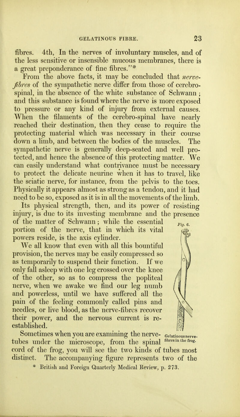 fibres. 4th, In the nerves of involuntary muscles, and of the less sensitive or insensible mucous membranes, there is a great preponderance of fine fibres.^ From the above facts, it may be concluded that nerve- fibres of the sympathetic nerve differ from those of cerebro- spinal, in the absence of the white substance of Schwann ; and this substance is found where the nerve is more exposed to pressm^e or any kind of injury from external causes. When the filaments of the cerebro-spinal have nearly reached their destination, then they cease to require the protecting material which was necessary in their course down a limb, and between the bodies of the muscles. The sympathetic nerve is generally deep-seated and well pro- tected, and hence the absence of this protecting matter. We can easily understand what contrivance must be necessary to protect the delicate neurine when it has to travel, like the sciatic nerve, for instance, from the pelvis to the toes. Physically it appears almost as strong as a tendon, and it had need to be so, exposed as it is in all the movements of the limb. Its physical strength, then, and its power of resisting injury, is due to its investing membrane and the presence of the matter of Schwann; while the essential portion of the nerve, that in which its vital powers reside, is the axis cylinder. We all know that even with all this bountiful provision, the nerves may be easily compressed so as temporarily to suspend their function. If we only fall asleep with one leg crossed over the knee of the other, so as to compress the popliteal nerve, when we awake we find our leg numb and powerless, until we have suffered all the pain of the feeling commonly called pins and needles, or live blood, as the nerve-fibres recover their power, and the nervous current is re- established. Sometimes when you are examining the nerve- tubes under the microscope, from the spinal cord of the frog, you will see the two kinds of tubes most distinct. The accompanying figm-e represents two of the * British and Foreign Quarterly Medical Eeview, p. 273. Fig. Gelatinous nerve- fibres in the frog.