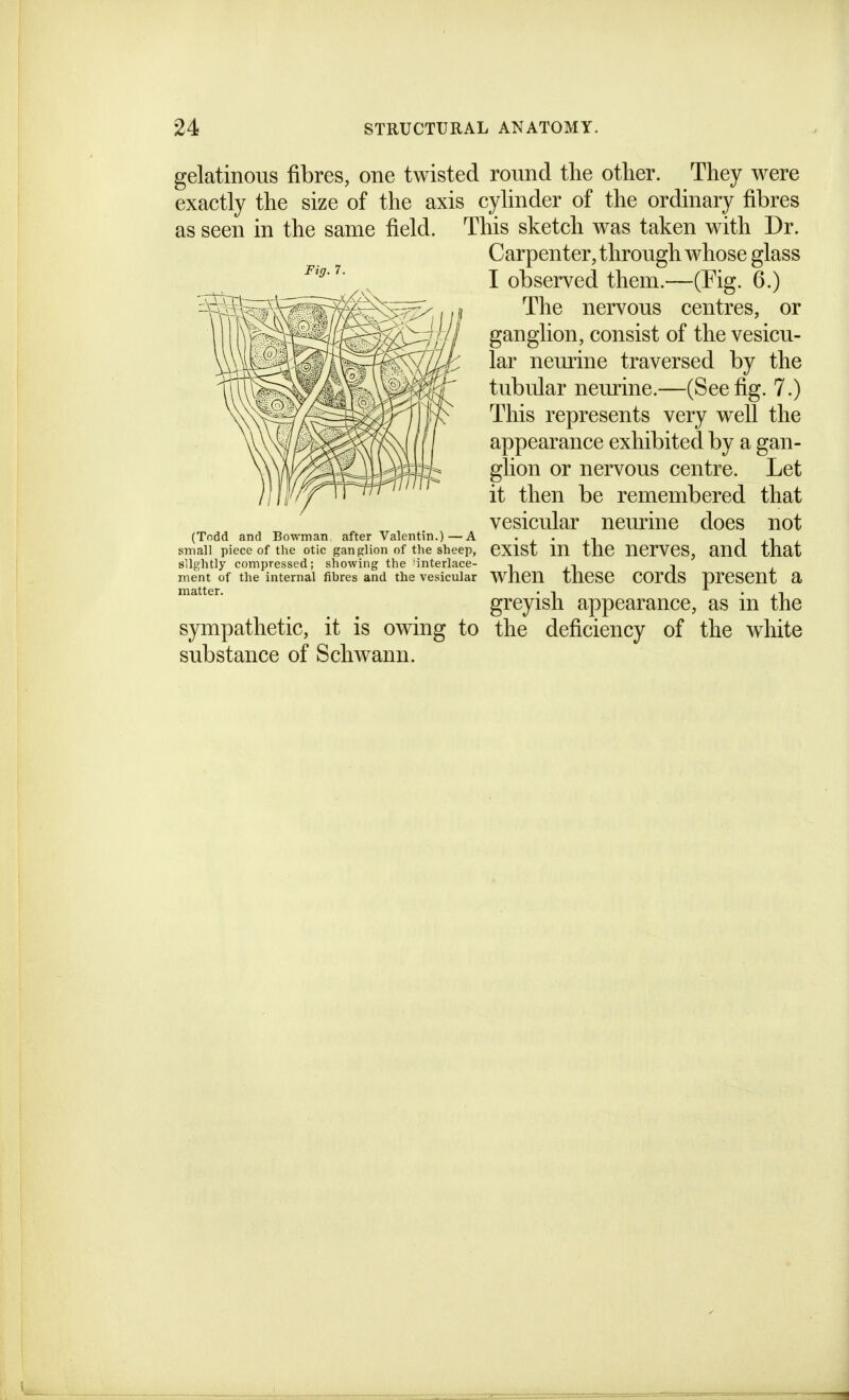 Fig. 7. gelatinous fibres, one twisted round the other. They were exactly the size of the axis cylinder of the ordinary fibres as seen in the same field. This sketch was taken with Dr. Carpenter, through whose glass I observed them.—(Eig. 6.) The nervous centres, or ganglion, consist of the vesicu- lar neurine traversed by the tubular neurine.—(Seefig. 7.) This represents very well the appearance exhibited by a gan- glion or nervous centre. Let it then be remembered that vesicular neurine does not (Todd and Bowman after Valentin.)—A • j • ji i ji i small piece of the otic ganglion of the sheep, CXlSt m thC UCrVCS, aud that slightly compressed; showing the 'interlace- i ii i ment of the internal fibres and the vesicular WUCU tnCSC COrdS prCSCUt a matter. . -, • ji greyish appearance, as m the sympathetic, it is owing to the deficiency of the white substance of Schwann.