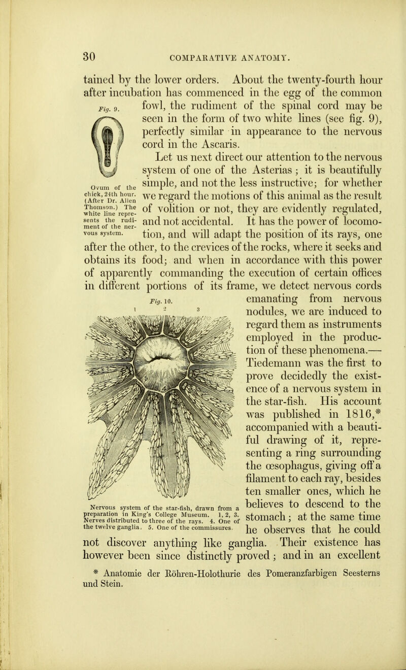 tained by the lower orders. About the twenty-fourth hour after incubation has commenced in the egg of the common Fig. 9. fowl, the rudiment of the spinal cord may be seen in the form of two white lines (see fig. 9), II perfectly similar in appearance to the nervous f cord in the Ascaris. I Let us next direct om- attention to the nervous system of one of the Asterias ; it is beautifully Ovum of the ^Implc, aud uot thc less instructive; for whether (After^Dr! Allien Tcgard thc motlous of this animal as the result whiTe'iine^epr^- volitlou or uot, thcy are evidently regulated, sents the rudi- ^ud uot accidcntal. It has the power of locomo- ment or the ner- ^ i vous system. tlou, aud wlU adapt the position of its rays, one after the other, to the crevices of the rocks, where it seeks and obtains its food; and when in accordance with this power of apparently commanding the execution of certain offices in different portions of its frame, we detect nervous cords Fig. 10. emanating from nervous nodules, we are induced to regard them as instruments employed in the produc- tion of these phenomena.— Tiedemann was the first to prove decidedly the exist- ence of a nervous system in the star-fish. His account was published in 1816,* accompanied with a beauti- ful drawing of it, repre- senting a ring surrounding the oesophagus, giving off a filament to each ray, besides ten smaller ones, which he believes to descend to the stomach; at the same time he observes that he could not discover anything like ganglia. Their existence has however been since distinctly proved ; and in an excellent * Anatomic der Hohren-Holotlmrie des Pomeranzfarbigen Seesterns und Stein. Nervous system of the star-fish, drawn from a preparation in King's College Museum. 1,2, 3. Nerves distributed to three of the rays. 4. One of the twelve ganglia, 5. One of the commissures,