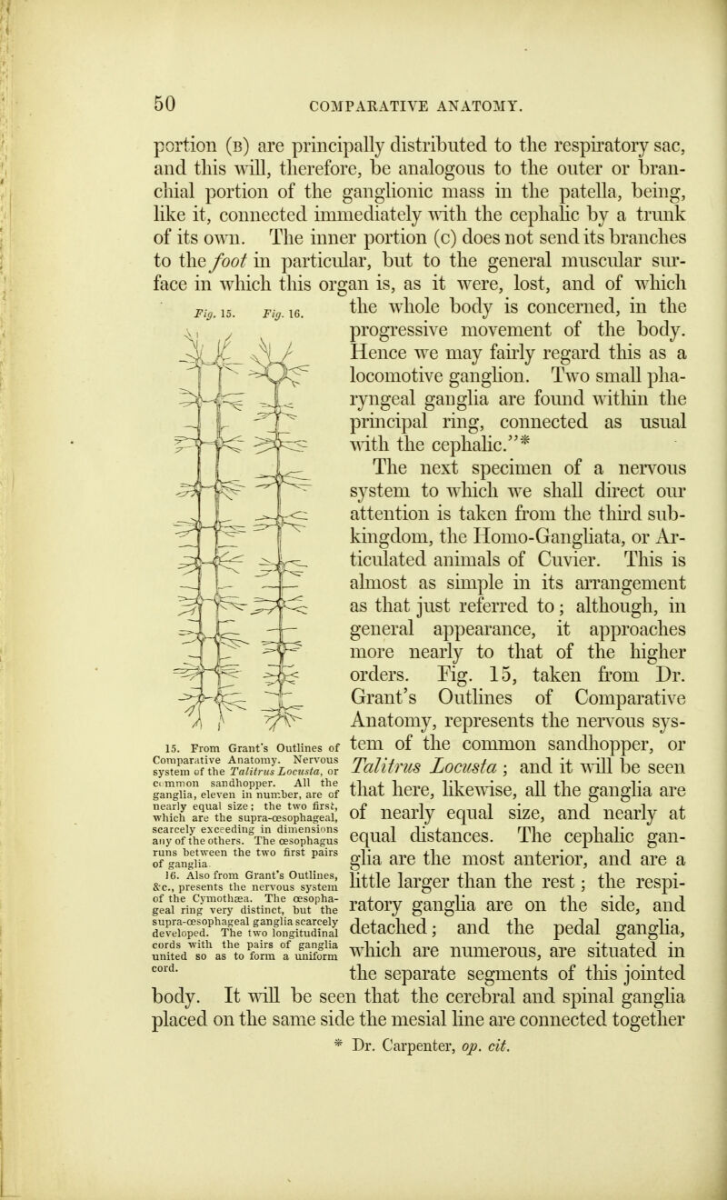 Fig. 15. Fig. 16. portion (b) are principally distributed to the respiratory sac, and this will, therefore, be analogous to the outer or bran- chial portion of the ganglionic mass in the patella, being, like it, connected immediately mth the cephalic by a trunk of its o™. The inner portion (c) does not send its branches to the foot in particular, but to the general muscular sur- face in which this organ is, as it were, lost, and of which the whole body is concerned, in the progressive movement of the body. Hence we may fahiy regard this as a locomotive ganglion. Two small pha- ryngeal ganglia are found witliin the principal ring, connected as usual with the cephalic.* The next specimen of a nervous system to which we shall direct om* attention is taken from the third sub- kingdom, the Honio-Gangiiata, or Ar- ticulated animals of Cuvier. This is almost as simple in its arrangement as that just referred to; although, in general appearance, it approaches more nearly to that of the higher orders. Fig. 15, taken from Dr. Grant's Outlines of Comparative Anatomy, represents the nervous sys- 1.5. From Graiifs Outlines of tcui of thc commou saudhoppcr, or ^^^t^e'^^S^^L^::^ Talitrus Loctista; and it T^ill be seen ganJa:\i:refA?ru:V.be^are'^^^ that hcrc, hkcTiise, aU thc gaugha arc Xcnr\''^tle'fupraS^sophaSai: of ucarly cqual size, and nearly at ^SlS^'-i^J^^ equal chstances. The cephahc gan- o? gan\'S^glia are the most anterior, and are a &c.t presentrthe nervous System httlc larger tliaU tllC rCSt ; tllC rCSpi- fea'L^^ely^istincl! u^tt Tatory gaugha are on the side, and ^^ir^^^f^^S^ detached; and the pedal ganglia, ■form ? uniform which arc numerous, are situated in the separate segments of this jointed body. It T\dU be seen that the cerebral and spinal ganglia placed on the same side the mesial line are connected together * Dr. Carpenter, op. cit. de cords with the pairs of ganglia united so as to  cord. i