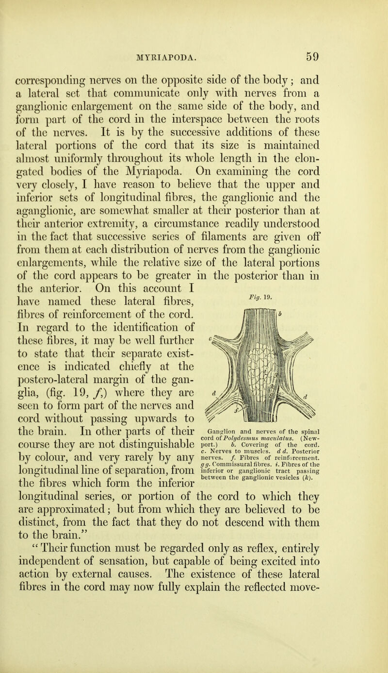 Fig. 19. corresponding nerves on the opposite side of the body; and a lateral set that communicate only with nerves from a ganglionic enlargement on the same side of the body, and form part of the cord in the interspace between the roots of the nerves. It is by the successive additions of these lateral portions of the cord that its size is maintained almost uniformly throughout its whole length in the elon- gated bodies of the Myriapoda. On examining the cord very closely, I have reason to believe that the upper and inferior sets of longitudinal fibres, the ganglionic and the aganglionic, are somewhat smaller at their posterior than at theu anterior extremity, a circumstance readily understood in the fact that successive series of filaments are given off from them at each distribution of nerves from the ganglionic enlargements, while the relative size of the lateral portions of the cord appears to be greater in the posterior than in the anterior. On this account I have named these lateral fibres, fibres of reinforcement of the cord. In regard to the identification of these fibres, it may be well further to state that their separate exist- ence is indicated chiefly at the postero-lateral margin of the gan- glia, (fig. 19, /,) where they are seen to form part of the nerves and cord without passing upwards to the brain. In other parts of their Gan-lion and nerves of the spinal , I ^' I' ' ^ ^^ cord of Polydesmus maculatus. (New- course they are not distmguisnable port.) b. covering of the cord, by colour, and very rarely by any longitudinal line of separation, from the fibres which form the inferior longitudinal series, or portion of the cord to which they are approximated; but from which they are believed to be distinct, from the fact that they do not descend with them to the brain.''  Their function must be regarded only as reflex, entirely independent of sensation, but capable of being excited into action by external causes. The existence of these lateral fibres in the cord may now fully explain the reflected move- c. Nerves to muscles, d d. Posterior nerves. /. Fibi-es of reinforcement. gg. Commissural fibres, i. Fibres of the inferior or ganglionic tract passing between the ganglionic vesicles {k).