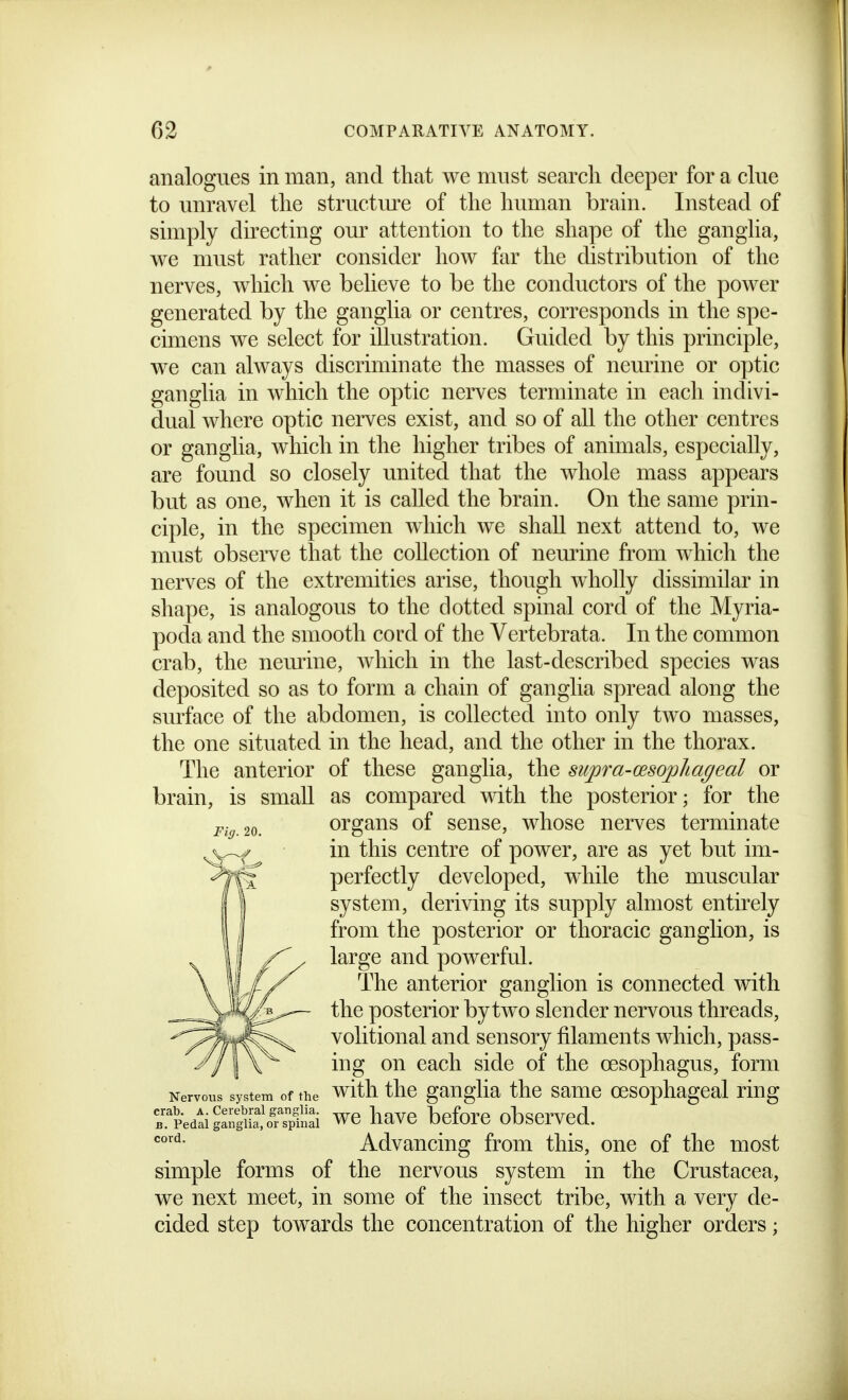 analogues in man, and that we must search deeper for a clue to unravel the structiue of the human brain. Instead of simply directing om* attention to the shape of the ganglia, we must rather consider how far the distribution of the nerves, which we believe to be the conductors of the power generated by the ganglia or centres, corresponds in the spe- cimens we select for illustration. Guided by this principle, we can always discriminate the masses of neurine or optic ganglia in which the optic nerves terminate in each indivi- dual where optic nerves exist, and so of all the other centres or ganglia, which in the higher tribes of animals, especially, are found so closely united that the whole mass appears but as one, when it is called the brain. On the same prin- ciple, in the specimen which we shall next attend to, we must observe that the collection of nem-ine from which the nerves of the extremities arise, though wholly dissimilar in shape, is analogous to the clotted spinal cord of the Myria- poda and the smooth cord of the Vertebrata. In the common crab, the neurine, which in the last-described species was deposited so as to form a chain of ganglia spread along the surface of the abdomen, is collected into only two masses, the one situated in the head, and the other in the thorax. The anterior of these ganglia, the sitpra-cesophageal or brain, is small as compared mth the posterior; for the organs of sense, whose nerves terminate in this centre of power, are as yet but im- perfectly developed, while the muscular system, deriving its supply almost entirely from the posterior or thoracic ganglion, is large and powerful. The anterior ganglion is connected with the posterior by two slender nervous threads, volitional and sensory filaments which, pass- ing on each side of the oesophagus, form Nervous system of the wlth thc gauglla thc samc oesophageal ring r'pedtiSSo'rTpfnti WO havc beforc observed. Advancing from this, one of the most simple forms of the nervous system in the Crustacea, we next meet, in some of the insect tribe, with a very de- cided step towards the concentration of the higher orders;