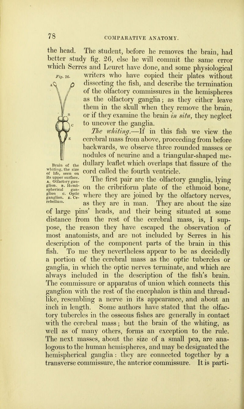 the head. The student, before he removes the bram, had better study fig. 26, else he will commit the same error which Serres and Leuret have done, and some physiological Fiff.26. writers who have copied their plates without dissecting the fish, and describe the termination of the olfactory commissures in the hemispheres as the olfactory ganglia; as they either leave them in the skull when they remove the brain, or if they examine the brain m situ, they neglect to uncover the ganglia. T/ie lohiting.—If in this fish we view the cerebral mass from above, proceeding from before backwards, we observe three rounded masses or nodules of neurine and a triangular-shaped me- Brain of the dullary Icaflct which overlaps that fissure of the f'n'^f'sJen'on cord callcd the fourth ventricle. a' Olfactory ga'ni 'I'^c first pair arc the olfactory ganglia, lying fphedcai' gTii- on the cribriform plate of the ethmoid bone, fingiion! E^ce- whcrc thcy are joined by the olfactory nerves, rebeiium. Thcy arc about the size of large pins' heads, and their being situated at some distance from the rest of the cerebral mass, is, I sup- pose, the reason they have escaped the observation of most anatomists, and are not included by Serres in his description of the component parts of the brain in this fish. To me they nevertheless appear to be as decidedly a portion of the cerebral mass as the optic tubercles or ganglia, in which the optic nerves terminate, and which are always included in the description of the fish's brain. The commissm-e or apparatus of union which connects this ganglion with the rest of the encephalon is thin and thread- like, resembling a nerve in its appearance, and about an inch in length. Some authors have stated that the olfac- tory tubercles in the osseous fishes are generally in contact with the cerebral mass; but the brain of the whiting, as well as of many others, forms an exception to the rule. The next masses, about the size of a small pea, are ana- logous to the human hemispheres, and may be designated the hemispherical ganglia : they are connected together by a transverse commissure, the anterior commissure. It is parti-