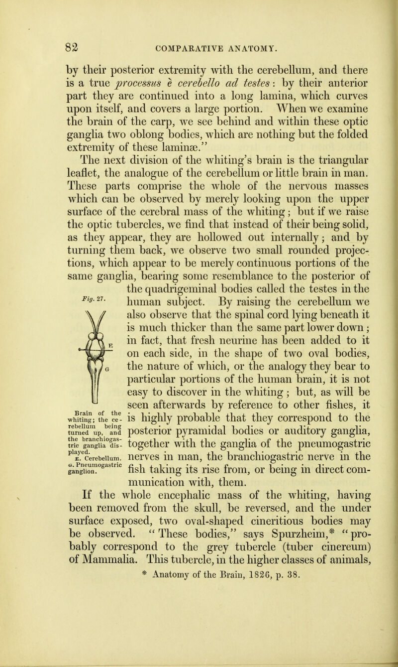 by their posterior extremity witli the cerebellum, and there is a true processus e cerehello ad testes: by their anterior part they are continued into a long lamina, which curves upon itself, and covers a large portion. When we examine the brain of the carp, we see behind and within these optic ganglia two oblong bodies, which are nothing but the folded extremity of these laminae. The next division of the whiting's brain is the triangular leaflet, the analogue of the cerebellum or little brain in man. These parts comprise the whole of the nervous masses which can be observed by merely looking upon the upper surface of the cerebral mass of the whiting; but if we raise the optic tubercles, we find that instead of their being solid, as they appear, they are hollowed out internally; and by turning them back, we observe two small rounded projec- tions, which appear to be merely continuous portions of the same ganglia, bearing some resemblance to the posterior of the quadrigeminal bodies called the testes in the Fig. 27. human subject. By raising the cerebellum we also observe that the spinal cord lying beneath it is much thicker than the same part lower down; in fact, that fresh neurine has been added to it on each side, in the shape of two oval bodies, the nature of which, or the analogy they bear to particular portions of the human brain, it is not easy to discover in the whiting ; but, as will be seen afterwards by reference to other fishes, it ■whiting; the ce- IS highly probable that they correspond to the turned up, an d posterior pyramidal bodies or auditory ganglia, trie gangHa''Ss- togcthcr wltli tlic gauglla of the pneumogastric ^^ircerebeiium. ucrvcs lu uiau, thc brauchlogastric nerve in the larjiio™^^'*'' fish taking its rise from, or being in direct com- munication with, them. If the whole encephalic mass of the whiting, having been removed from the skull, be reversed, and the under surface exposed, two oval-shaped cineritious bodies may be observed.  These bodies, says Spurzheim,*  pro- bably correspond to the grey tubercle (tuber cinereum) of Mammalia. This tubercle, in the higher classes of animals, * Anatomy of the Brain, 1826, p. 38.