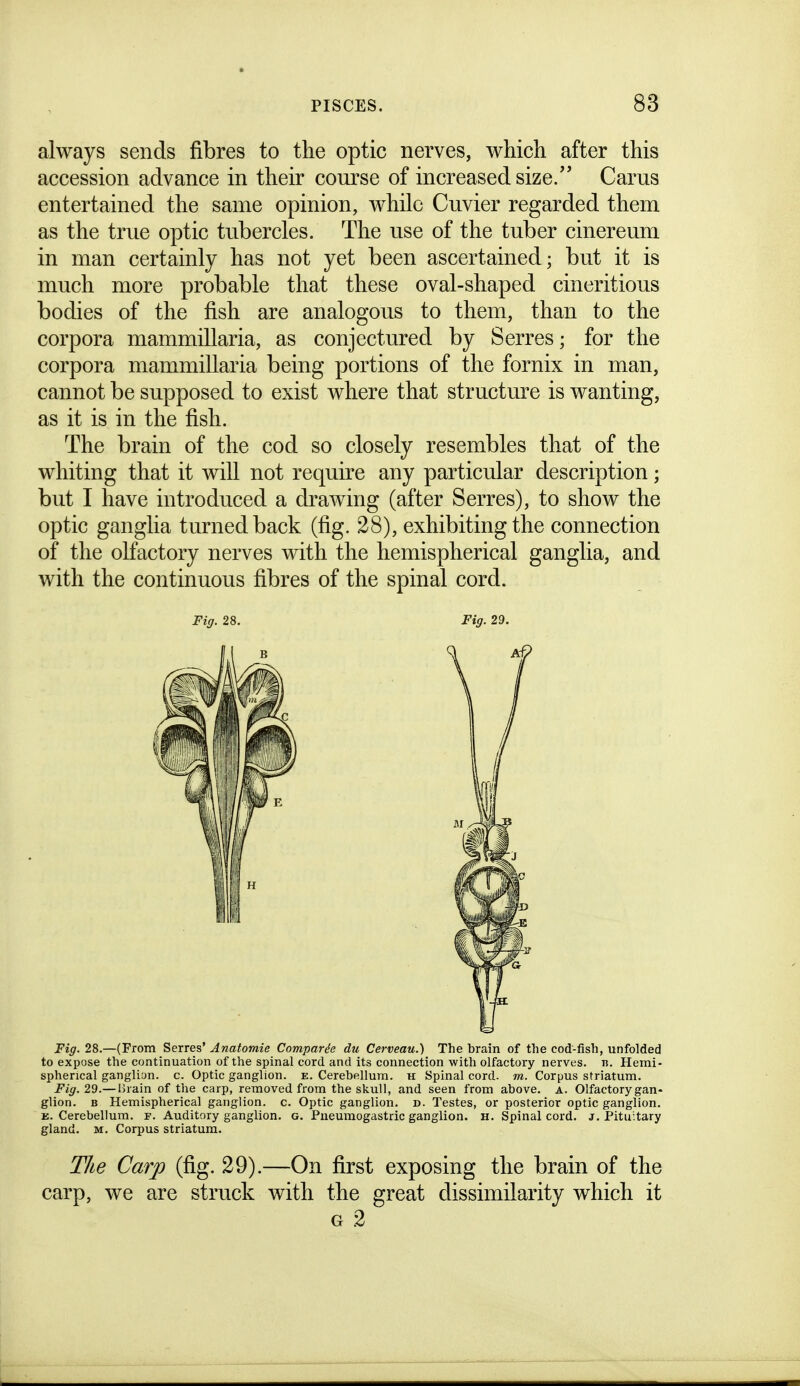 always sends fibres to the optic nerves, which after this accession advance in their course of increased size/' Cams entertained the same opinion, while Cuvier regarded them as the true optic tubercles. The use of the tuber cinereum in man certainly has not yet been ascertained; but it is much more probable that these oval-shaped cineritious bodies of the fish are analogous to them, than to the corpora mammillaria, as conjectured by Serres; for the corpora mammillaria being portions of the fornix in man, cannot be supposed to exist where that structure is wanting, as it is in the fish. The brain of the cod so closely resembles that of the whiting that it will not requke any particular description; but I have introduced a drawing (after Serres), to show the optic ganglia turned back (fig. 28), exhibiting the connection of the olfactory nerves with the hemispherical ganglia, and with the continuous fibres of the spinal cord. Fig. 28. Fig. 29. Fig. 28.—(From Serres' Anatomie Comparie du Cerveau.) The brain of the cod-fish, unfolded to expose the continuation of the spinal cord and its connection with olfactory nerves, n. Hemi- spherical ganglion, c. Optic ganglion, e. Cerebellum, h Spinal cord. m. Corpus striatum. Fig. 29.— Hrain of the carp, removed from the skull, and seen from above, a. Olfactory gan- glion. B Hemispherical ganglion, c. Optic ganglion, d. Testes, or posterior optic ganglion. E. Cerebellum, f. Auditory ganglion, g. Pueumogastric ganglion. H. Spinal cord. j. Pituitary gland. M. Corpus striatum. The Carp (fig. 29).—On first exposing the brain of the carp, we are struck with the great dissimilarity which it G 2