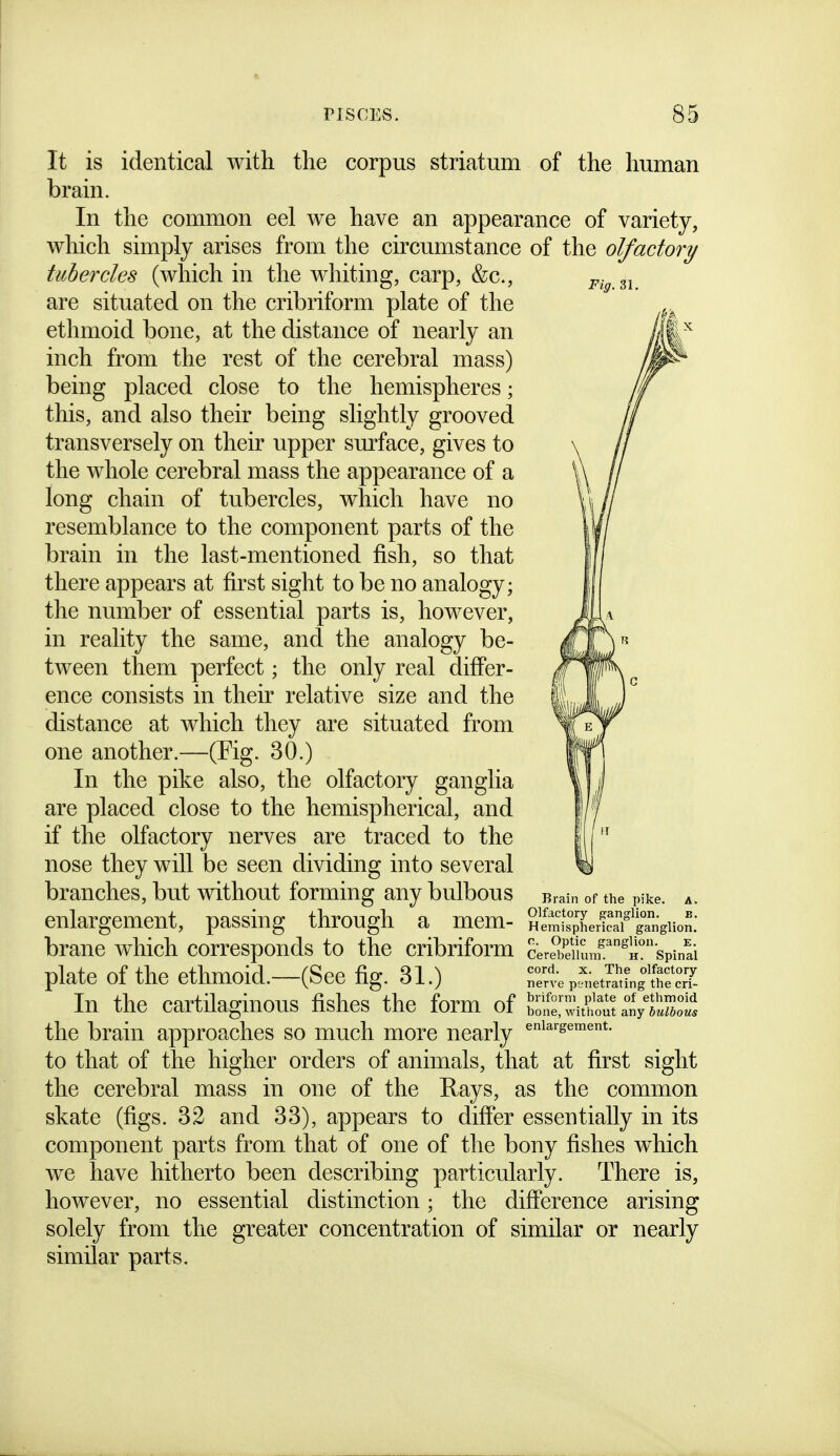 Fig.Zl. It is identical with the corpus striatum of the human brain. In the common eel we have an appearance of variety, which simply arises from the circumstance of the olfactory tubercles (which in the whiting, carp, &c., are situated on the cribriform plate of the ethmoid bone, at the distance of nearly an inch from the rest of the cerebral mass) being placed close to the hemispheres; this, and also their being slightly grooved transversely on their upper surface, gives to the whole cerebral mass the appearance of a long chain of tubercles, which have no resemblance to the component parts of the brain in the last-mentioned fish, so that there appears at first sight to be no analogy; the number of essential parts is, however, in reality the same, and the analogy be- tween them perfect; the only real differ- ence consists in their relative size and the distance at which they are situated from one another.—(Fig. 30.) In the pike also, the olfactory ganglia are placed close to the hemispherical, and if the olfactory nerves are traced to the nose they will be seen dividing into several branches, but without forming any bulbous Brain of the pike. A. enlargement, passing through a mem- SSpLrS^^^^^^^^ brane which corresponds to the cribriform cerS)diunf^^H''spinai plate of the ethmoid.—(See fig. 31.) T.L p^etSingScT- In the cartilaginous fishes the form of Sonelw^t^.o^tTnVr.Sot the brain approaches so much more nearly to that of the higher orders of animals, that at first sight the cerebral mass in one of the Rays, as the common skate (figs. 32 and 33), appears to differ essentially in its component parts from that of one of the bony fishes which we have hitherto been describing particularly. There is, however, no essential distinction; the difference arising solely from the greater concentration of similar or nearly similar parts.