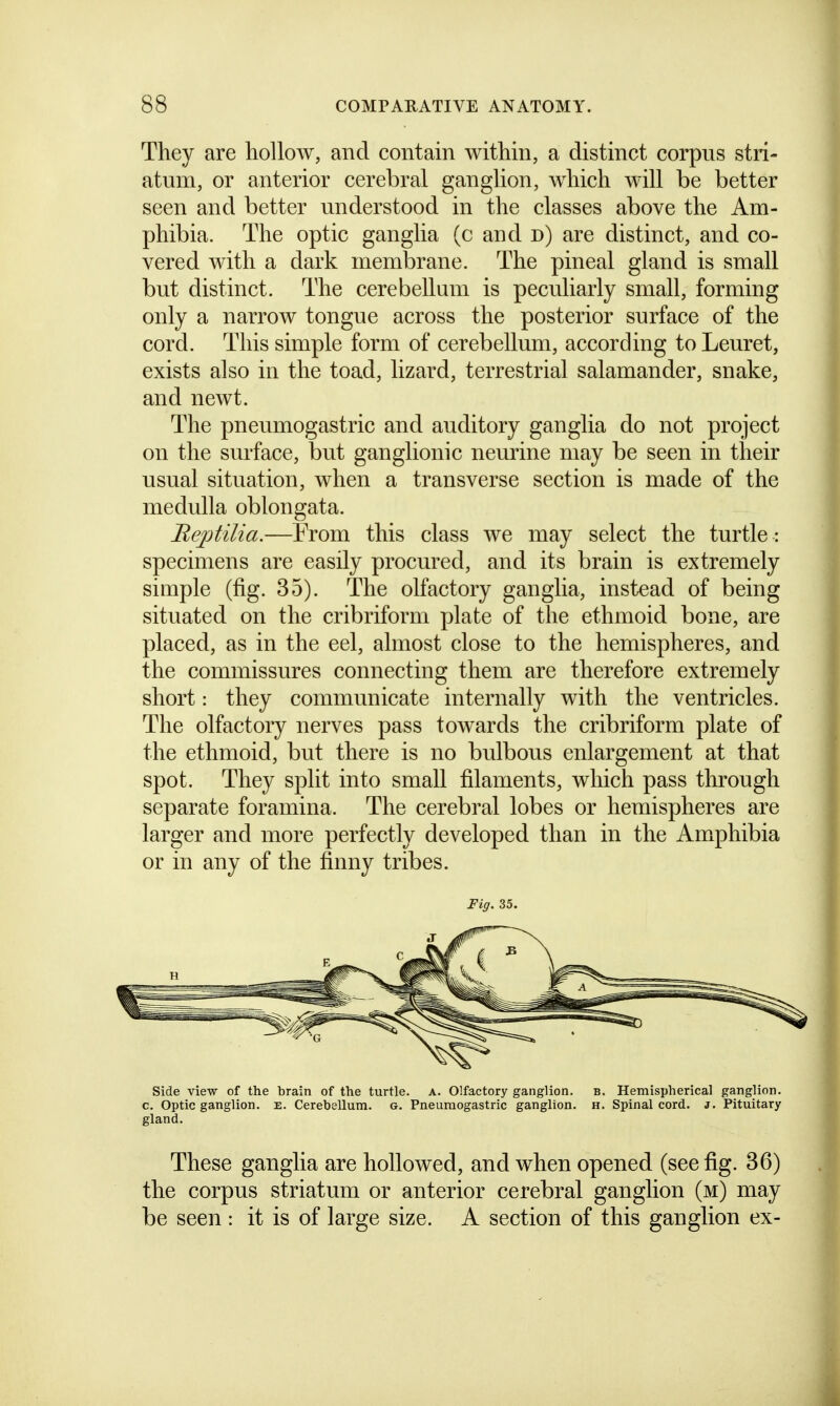 They are hollow, and contain within, a distinct corpus stri- atum, or anterior cerebral ganglion, which will be better seen and better understood in the classes above the Am- phibia. The optic ganglia (c and d) are distinct, and co- vered with a dark membrane. The pineal gland is small but distinct. The cerebellum is peculiarly small, forming only a narrow tongue across the posterior surface of the cord. This simple form of cerebellum, according to Leuret, exists also in the toad, lizard, terrestrial salamander, snake, and newt. The pneumogastric and auditory ganglia do not project on the surface, but ganglionic neurine may be seen in their usual situation, when a transverse section is made of the medulla oblongata. Beptilia.—Prom this class we may select the turtle : specimens are easily procured, and its brain is extremely simple (fig. 35). The olfactory ganglia, instead of being situated on the cribriform plate of the ethmoid bone, are placed, as in the eel, almost close to the hemispheres, and the commissures connecting them are therefore extremely short: they communicate internally with the ventricles. The olfactory nerves pass towards the cribriform plate of the ethmoid, but there is no bulbous enlargement at that spot. They split into small filaments, which pass through separate foramina. The cerebral lobes or hemispheres are larger and more perfectly developed than in the Amphibia or in any of the finny tribes. Fig. 35. Side view of the brain of the turtle, a. Olfactory ganglion, b. Hemispherical ganglion, c. Optic ganglion, e. Cerebellum, g. Pneumogastric ganglion, h. Spinal cord. j. Pituitary gland. These ganglia are hollowed, and when opened (see fig. 36) the corpus striatum or anterior cerebral ganglion (m) may be seen : it is of large size. A section of this ganglion ex-