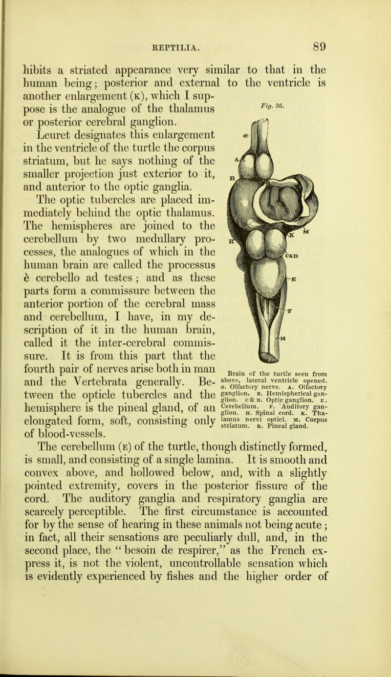 Fig. 36. hibits a striated appearance very similar to that in the human being; posterior and external to the ventricle is another enlargement (k), which I sup- pose is the analogue of the thalamus or posterior cerebral ganglion. Leuret designates this enlargement in the ventricle of the turtle the corpus striatum, but he says nothing of the smaller projection just exterior to it, and anterior to the optic ganglia. The optic tubercles are placed im- mediately behind the optic thalamus. The hemispheres are joined to the cerebellum by two medullary pro- cesses, the analogues of which in the human brain are called the processus e cerebello ad testes ; and as these parts form a commissure between the anterior portion of the cerebral mass and cerebellum, I have, in my de- scription of it in the human brain, called it the inter-cerebral commis- sure. It is from this part that the fourth pair of nerves arise both in man ^^^^ ^^^^ and the Vertebrata generally. Be- f,ZiJ£.7t:.7'''l]'oT^l^ tween the opticle tubercles and the |S'c & n! gpTo^gt^uol'^: hemisphere is the pineal gland, of an g^;„^^^™spinli cord'^'x!^ Iht elongated form, soft, consisting only iSu™.;\ giand^'^' of blood-vessels. The cerebellum (e) of the turtle, though distinctly formed, is small, and consisting of a single lamina. It is smooth and convex above, and hollowed below, and, with a slightly pointed extremity, covers in the posterior fissure of the cord. The auditory ganglia and respiratory ganglia are scarcely perceptible. The first circumstance is accounted for by the sense of hearing in these animals not being acute ; in fact, all their sensations are peculiarly dull, and, in the second place, the  besoin de respirer, as the French ex- press it, is not the violent, uncontrollable sensation which is evidently experienced by fishes and the higher order of