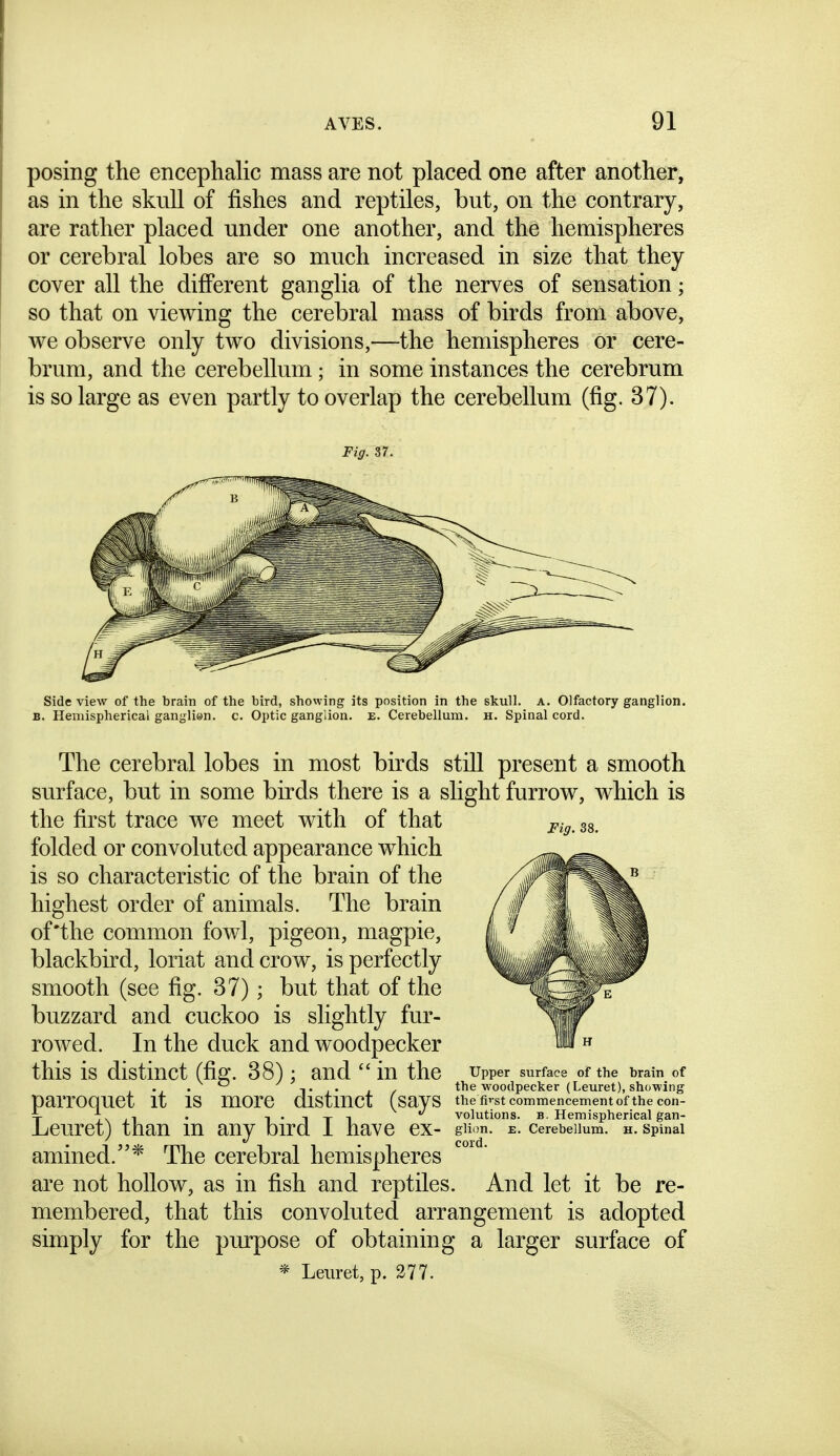 posing the encephalic mass are not placed one after another, as in the skull of fishes and reptiles, but, on the contrary, are rather placed under one another, and the hemispheres or cerebral lobes are so much increased in size that they cover all the different ganglia of the nerves of sensation; so that on viewing the cerebral mass of birds from above, we observe only two divisions,—the hemispheres or cere- brum, and the cerebellum; in some instances the cerebrum is so large as even partly to overlap the cerebellum (fig. 37). Fig. 37. Fig. 38. Side view of the brain of the bird, showing its position in the skull, a. Olfactory ganglion. B. Hemispherical ganglien. c. Optic ganglion, e. Cerebellum, h. Spinal cord. The cerebral lobes in most birds still present a smooth surface, but in some birds there is a slight furrow, which is the first trace we meet with of that folded or convoluted appearance which is so characteristic of the brain of the highest order of animals. The brain of'the common fowl, pigeon, magpie, blackbird, loriat and crow, is perfectly smooth (see fig. 37); but that of the buzzard and cuckoo is slightly fur- rowed. In the duck and woodpecker this is distinct (fio;. 38): and  in the upper surface of the brain of . . ^ T !• I / the woodpecker (Leuret), showing parrOQUet it is more distinct (says the first commencement of the con- Leuret) than m any bird 1 have ex- amined.* The cerebral hemispheres are not hollow, as in fish and reptiles. And let it be re- membered, that this convoluted arrangement is adopted simply for the purpose of obtaining a larger surface of * Leuret, p. 277. volutions. B. Hemispherical gan- glion. E. Cerebellum, h. Spinal cord.