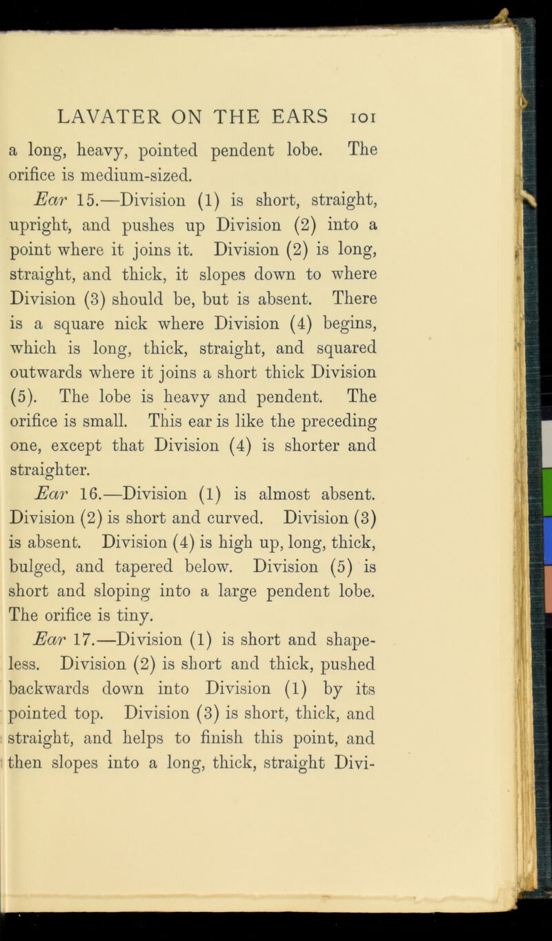 a long, heavy, pointed pendent lobe. The orifice is medium-sized. Ear 15.—Division (1) is short, straight, upright, and pushes up Division (2) into a point where it joins it. Division (2) is long, straight, and thick, it slopes down to where Division (3) should be, but is absent. There is a square nick where Division (4) begins, which is long, thick, straight, and squared outwards where it joins a short thick Division (5). The lobe is heavy and pendent. The orifice is small. This ear is like the preceding one, except that Division (4) is shorter and straighten Ear 16.—Division (1) is almost absent. Division (2) is short and curved. Division (3) is absent. Division (4) is high up, long, thick, bulged, and tapered below. Division (5) is short and sloping into a large pendent lobe. The orifice is tiny. Ear 17.—Division (l) is short and shape- less. Division (2) is short and thick, pushed backwards down into Division (1) by its pointed top. Division (3) is short, thick, and straight, and helps to finish this point, and then slopes into a long, thick, straight Divi-