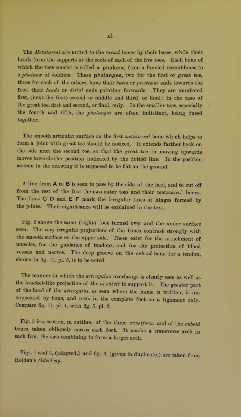 xl The Metatarsal are united to the tarsal bones by their bases, while their heads form the supports at the roots of each of the five toes. Each bone of which the toes consist is called a phalanx, from a fancied resemblance to a phalanx of soldiers. These phalanges, two for the first or great toe, three for each of the others, have their hasrs or proximal ends towards the foot, their /wads or distal ends pointing forwards. They are numbered fii-st, (next the foot) second or middle and third or final; in the case of the great toe, first and second, or final, only. In the smaller toes, especially the fourth and fifth, the phalanges are often indistinct, being fused together. The smooth articular surface on the first metatarsal bone -tvhich helps to form a joint with great toe should be noticed. It extends farther back on the side next the second toe, so that the great toe in moving upwards moves towards the position indicated by the dotted line. In the position as seen in the drawing it is supposed to be flat on the ground. A line from A to B is seen to pass by the side of the heel, and to cut off from the rest of the foot the two outer toes and their metatarsal bones. The lines C D and E F mark the irregular lines of hinges formed by the joints. Their significance will be explained in the text. Fig. 2 shows the same (right) foot turned over and the under surface seen. The very irregular projections of the bones contrast strongly with the smooth surface on the upper side. These exist for the attachment of muscles, for the guidance of tendons, and for the protection of blood vessels and nerves. The deep groove on the cuhoid bone for a tendon, shown in fig. 14, pi. 5, is to be noted. The manner in which the astragalus overhangs is clearly seen as well as the bracket-like projection of the os calcis to support it. The greater part of the head of the astragahis, as seen where the name is written, is un- supported by bone, and rests in the complete foot on a ligament only. Compare fig. 11, pi. 4, with fig. 5, pi. 2. . Fig. 3 is a section, in outline, of the three cuneiform, and of the cuhoid bones, taken obliquely across each foot. It marks a transverse arch in each foot, the two combining to form a larger arch. Figs. 1 and 2, (adapted,) and fig. 3, (given in duplicate,) are taken from Holden's Osteology.