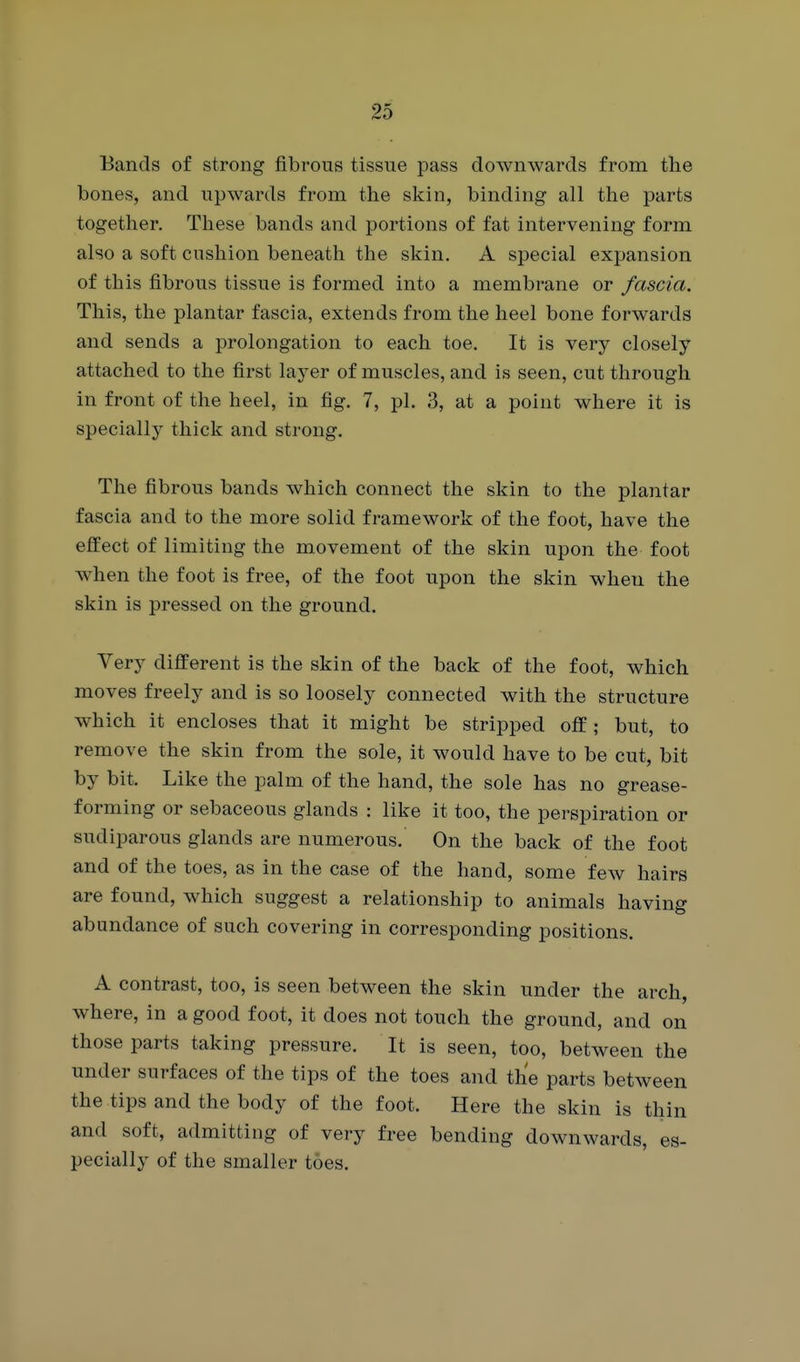 Bands of strong fibrous tissue pass downwards from the bones, and upwards from the skin, binding all the parts together. These bands and portions of fat intervening form also a soft cushion beneath the skin. A special expansion of this fibrous tissue is formed into a membrane or fascia. This, the plantar fascia, extends from the heel bone forwards and sends a prolongation to each toe. It is very closely attached to the first layer of muscles, and is seen, cut through in front of the heel, in fig, 7, pi. 3, at a point where it is specially thick and strong. The fibrous bands which connect the skin to the plantar fascia and to the more solid framework of the foot, have the effect of limiting the movement of the skin upon the foot Avhen the foot is free, of the foot upon the skin when the skin is pressed on the ground. Very difiEerent is the skin of the back of the foot, which moves freely and is so loosely connected with the structure which it encloses that it might be stripped off; but, to remove the skin from the sole, it would have to be cut, bit by bit. Like the palm of the hand, the sole has no grease- forming or sebaceous glands : like it too, the perspiration or sudiparous glands are numerous. On the back of the foot and of the toes, as in the case of the hand, some few hairs are found, which suggest a relationship to animals having abundance of such covering in corresponding positions. A contrast, too, is seen between the skin under the arch, where, in a good foot, it does not touch the ground, and on those parts taking pressure. It is seen, too, between the under surfaces of the tips of the toes and the parts between the tips and the body of the foot. Here the skin is thin and soft, admitting of very free bending downwards, es- pecially of the smaller toes.